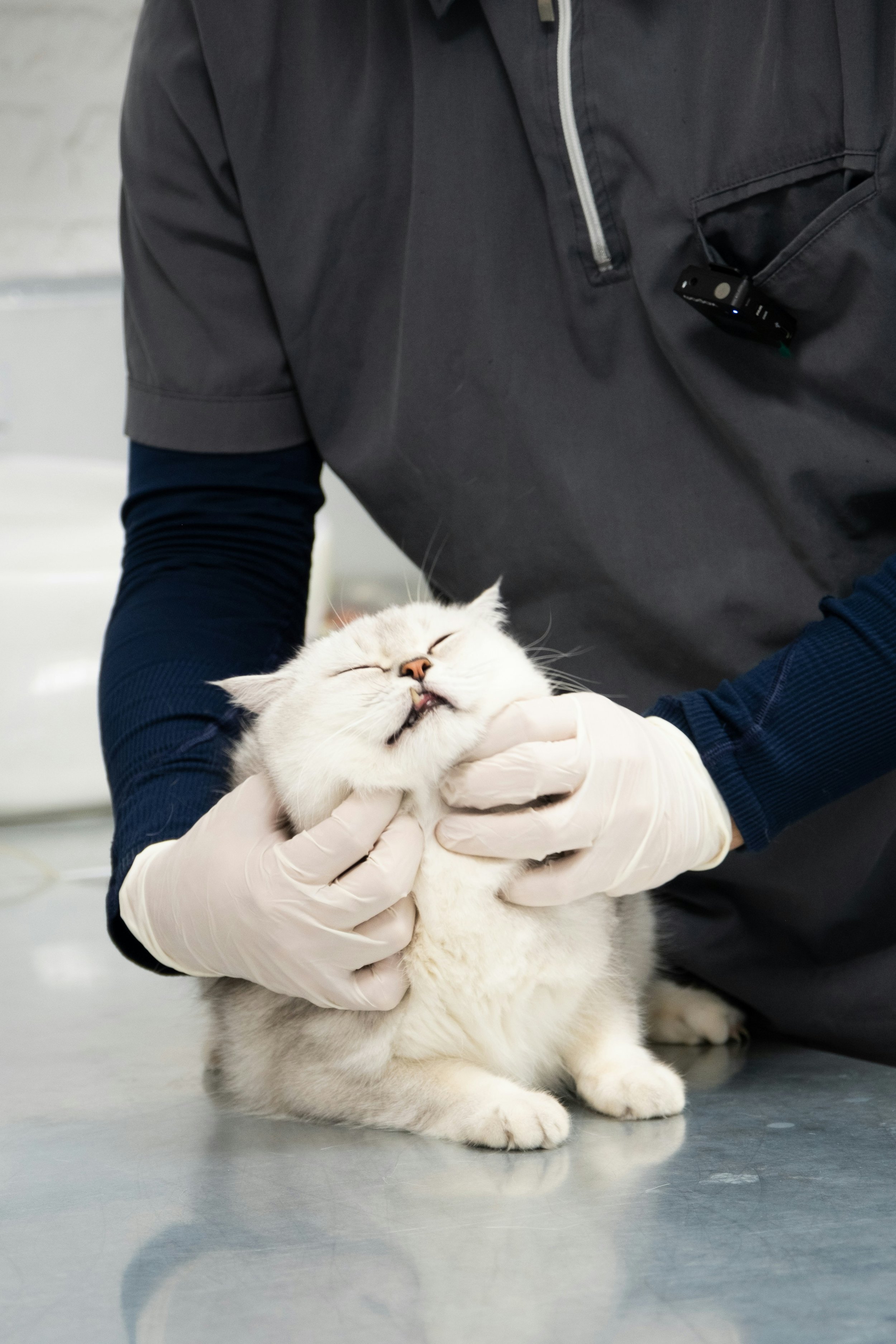 A veterinarian wearing gloves examining a happy, relaxed white and gray cat at a veterinary clinic.