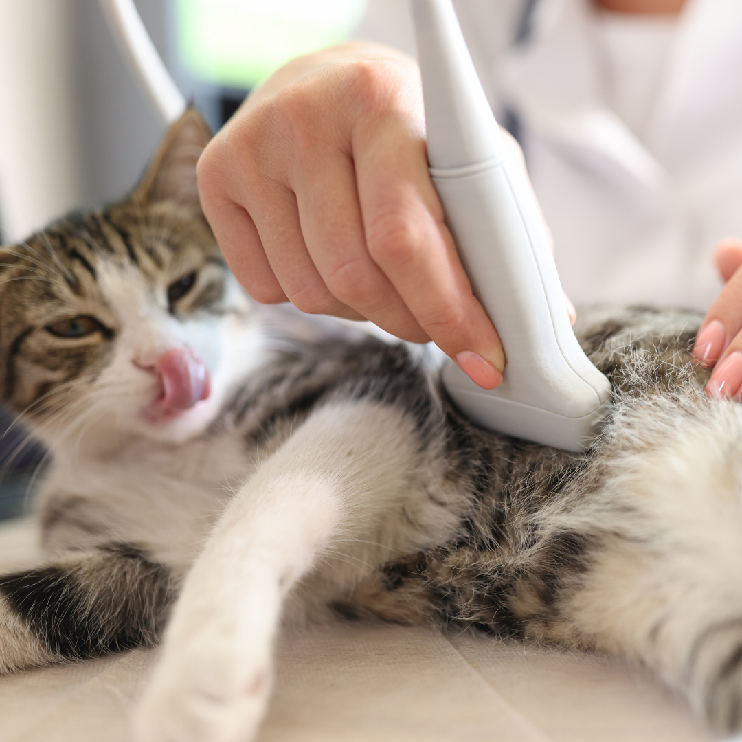A veterinarian uses an ultrasound probe on a cat's abdomen in a veterinary clinic.