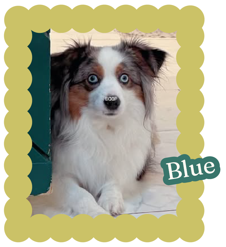 dog named blue