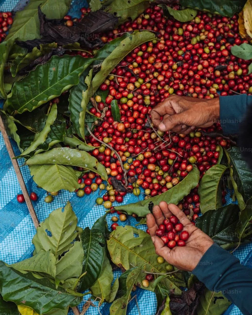 ONZE LENTEBLEND SELECTIE - PART 1 👇

Sidamo (Ethiopi&euml;) &mdash; &plusmn;1800&ndash;1900m, washed

Deze koffie groeit op grote hoogte in de Sidamo-regio, waar het klimaat en de rijke bodem zorgen voor trage rijping en meer complexiteit in de boon