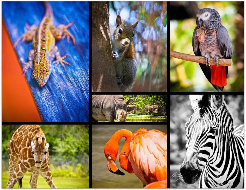 Animals