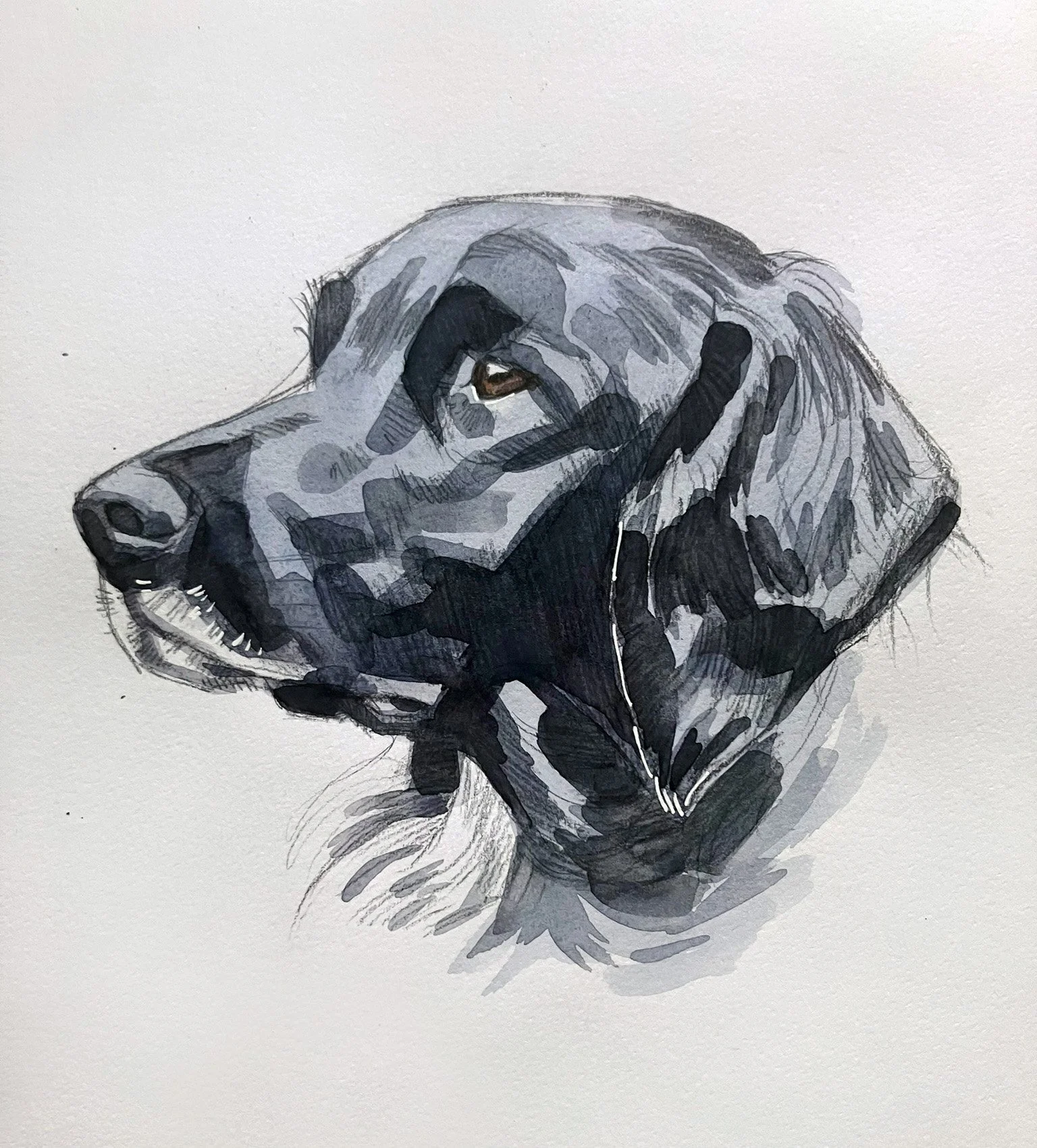 Pet Portraits