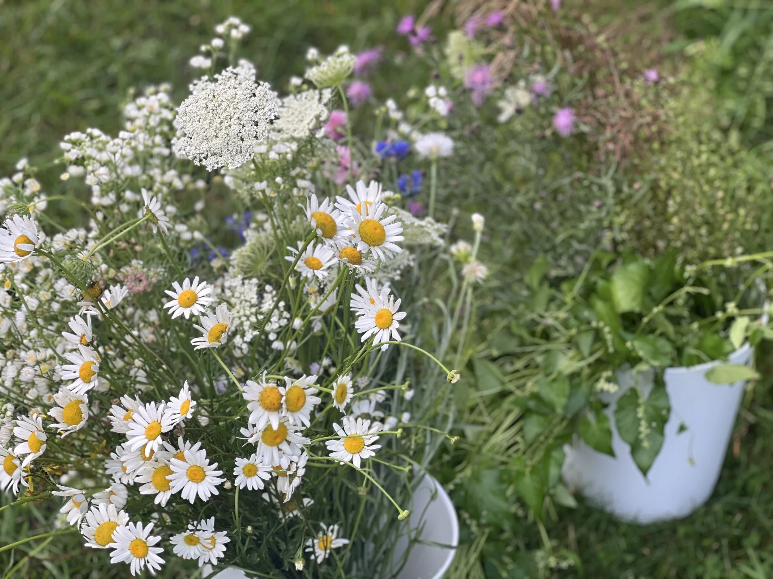 Shoreline Stem Collection