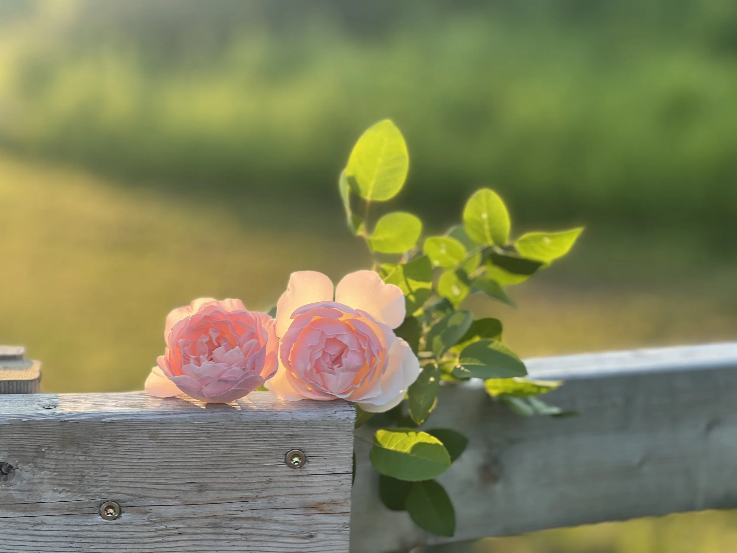 A close-up of two delicate, pale pink roses nestled on a rustic wooden beam. The low sun glows through the petals and highlights a leafy green stem rising behind them against a soft, dreamy backdrop.