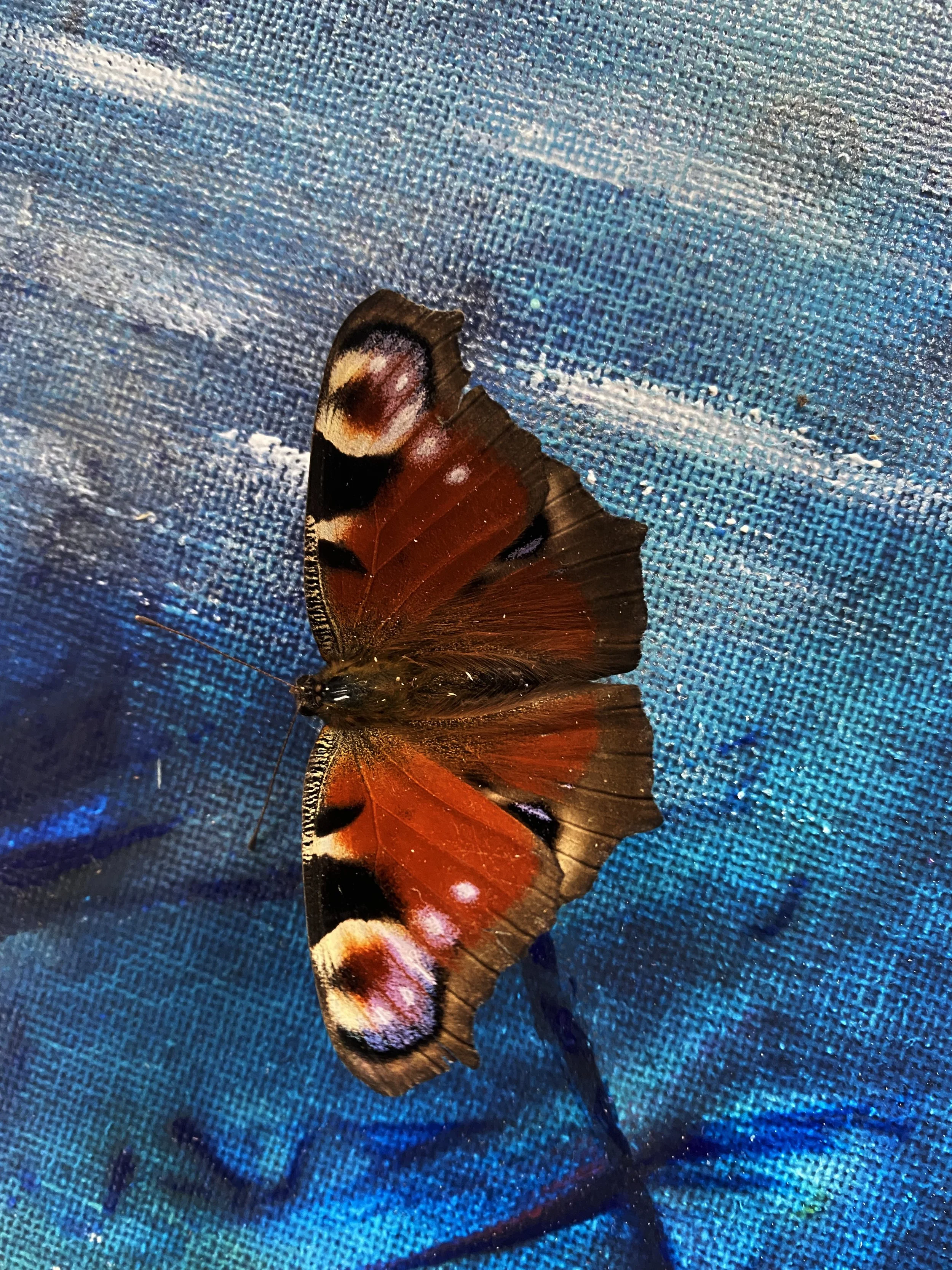 Close-up of a butterfly with orange, black, and white patterned wings resting on a textured blue surface.