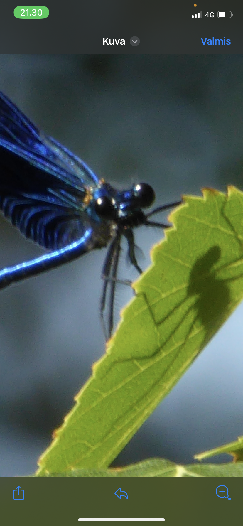 Close-up of a blue damselfly perched on a green leaf.