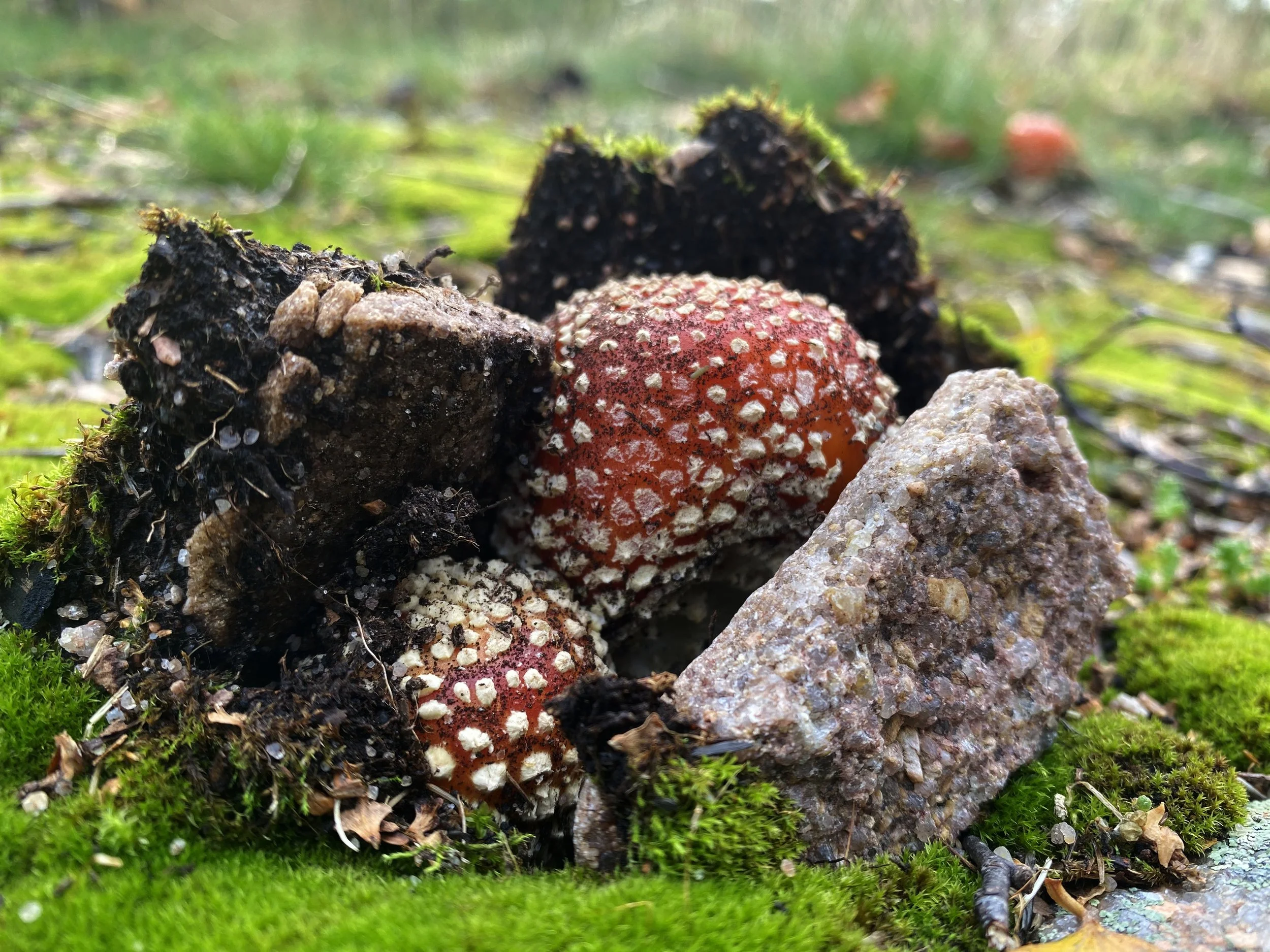 Close-up of two red fungi with white spots growing among moss, small stones, and soil in a forest setting.