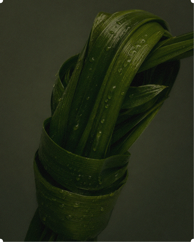 Fresh pandan leaves, an everyday staple across Southeast Asia, used to perfume rice, coconut milk and sweets.