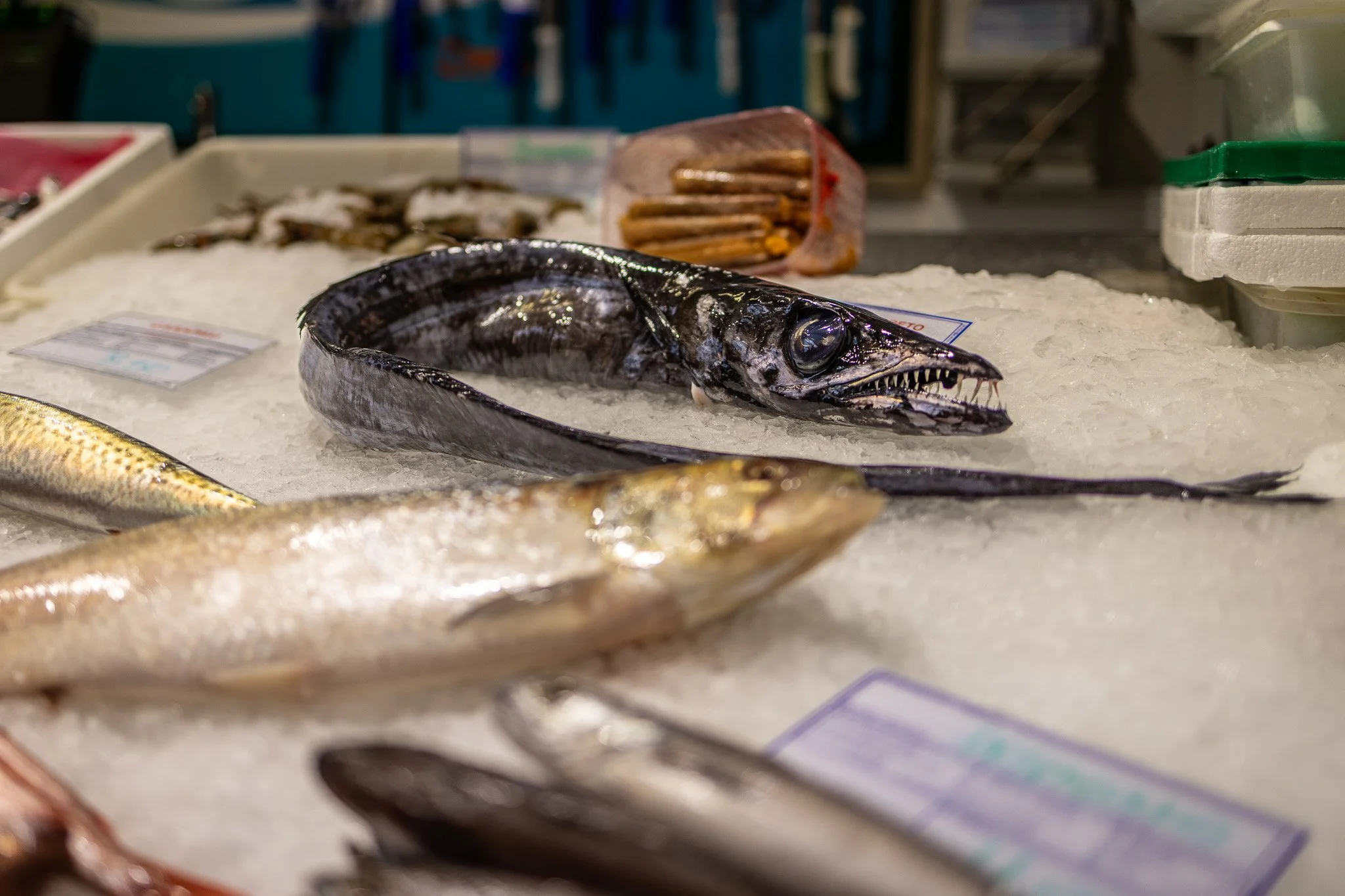 Fresh fish displayed on ice at a seafood market, with a focus on a large, dark eel-like fish with sharp teeth, surrounded by other fish and seafood.