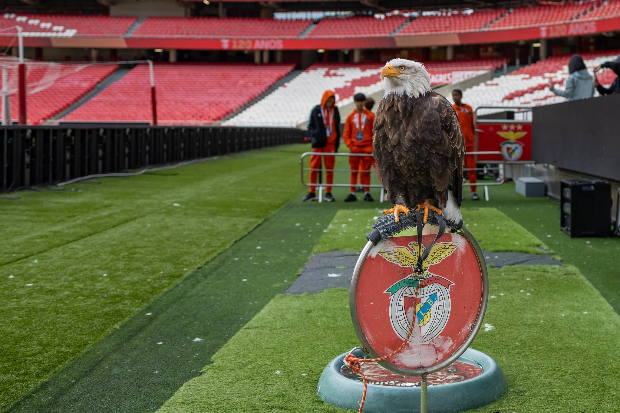 A bald eagle perched on a stand with a Benfica logo, inside a football stadium with empty red and white seats and some people in the background.