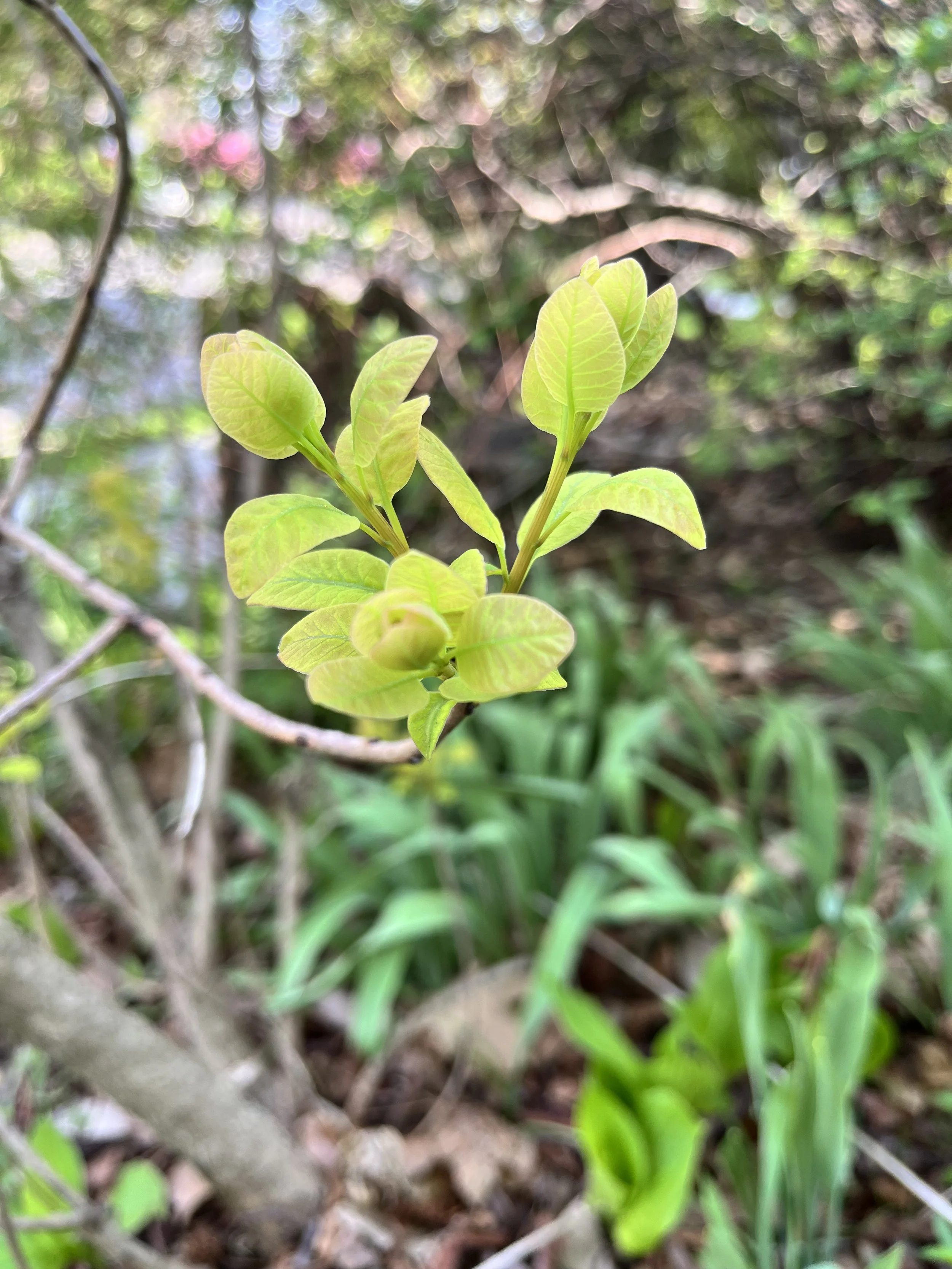 Young green plant with fresh leaves growing near the ground, surrounded by other foliage and soil.