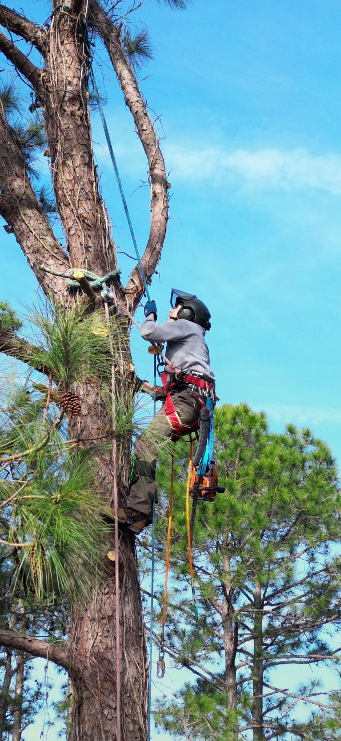 A person wearing safety gear, including a helmet and harness, climbing a tall pine tree with a chainsaw hanging from their belt on a clear day with blue sky and green trees in the background.
