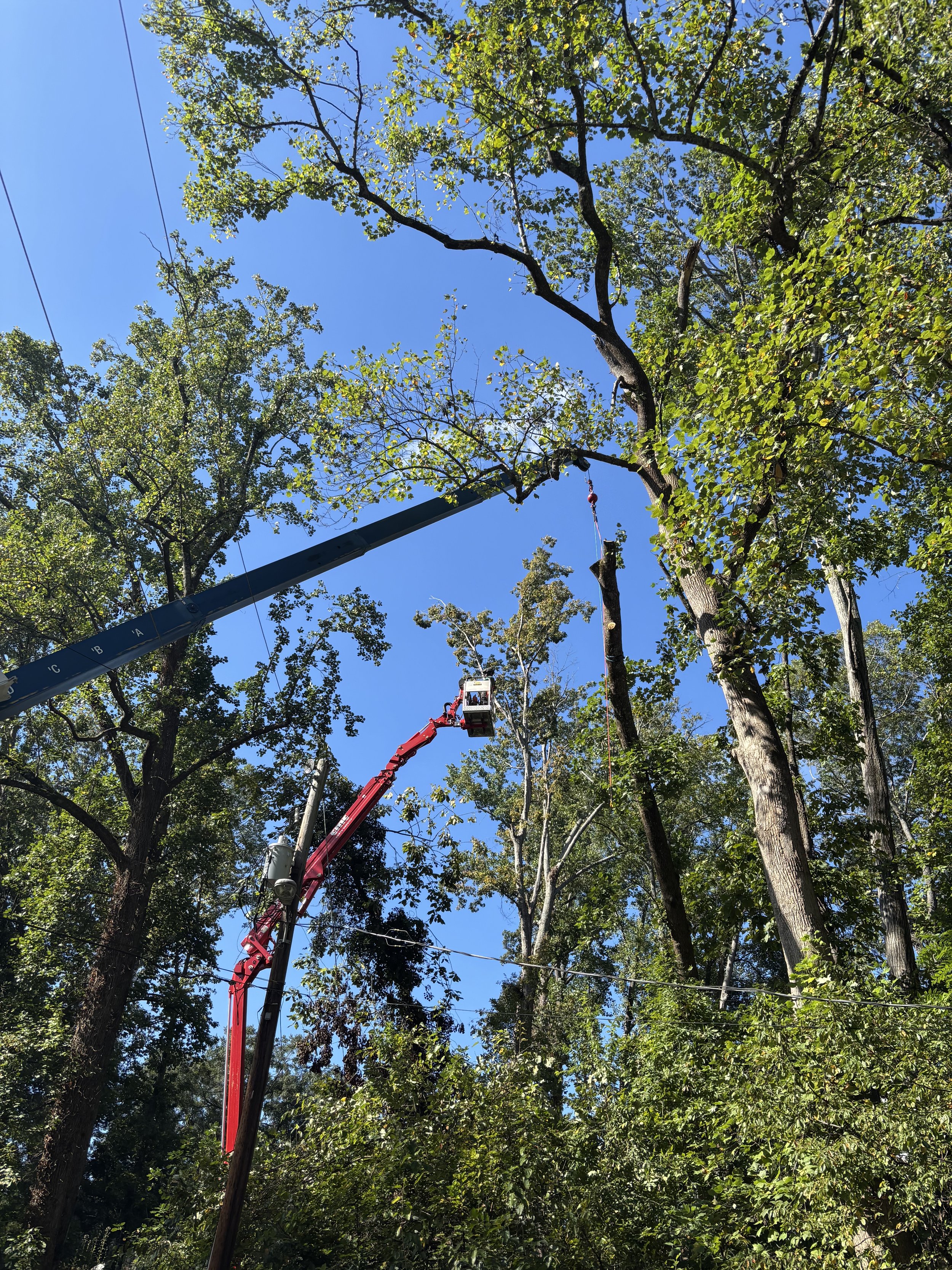 A tree trimming operation with workers using a hydraulic lift to cut branches from tall trees in a wooded area under a clear blue sky.