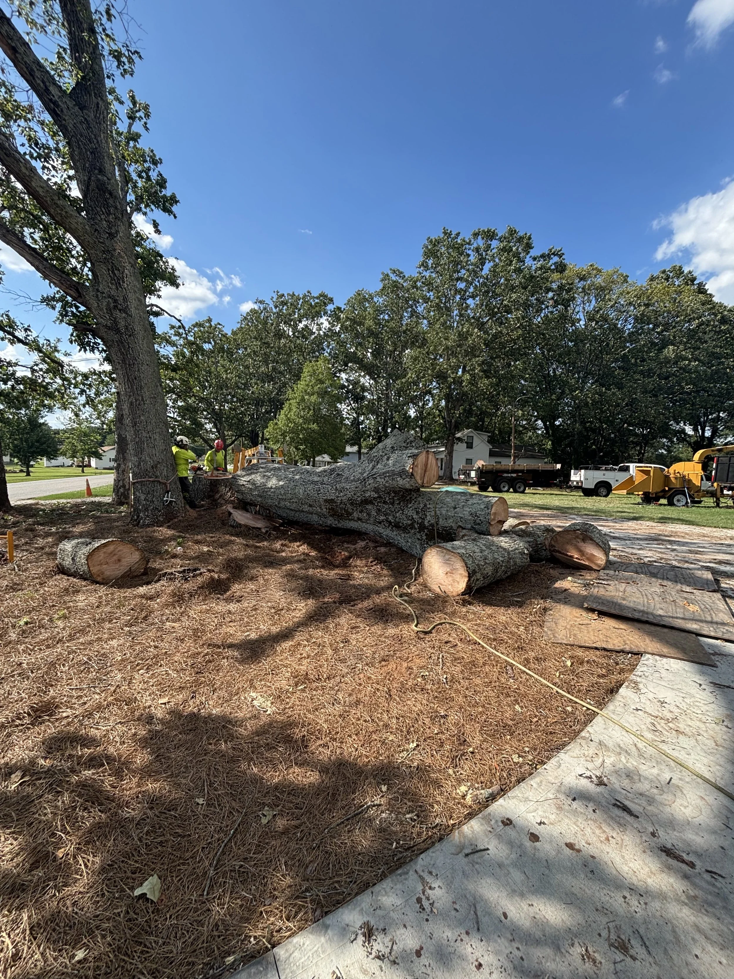 A fallen tree on a lawn with a crew of workers in yellow safety shirts and helmets working nearby. Several trucks, including a wood chipping machine, are parked in the background under a clear blue sky with few clouds.