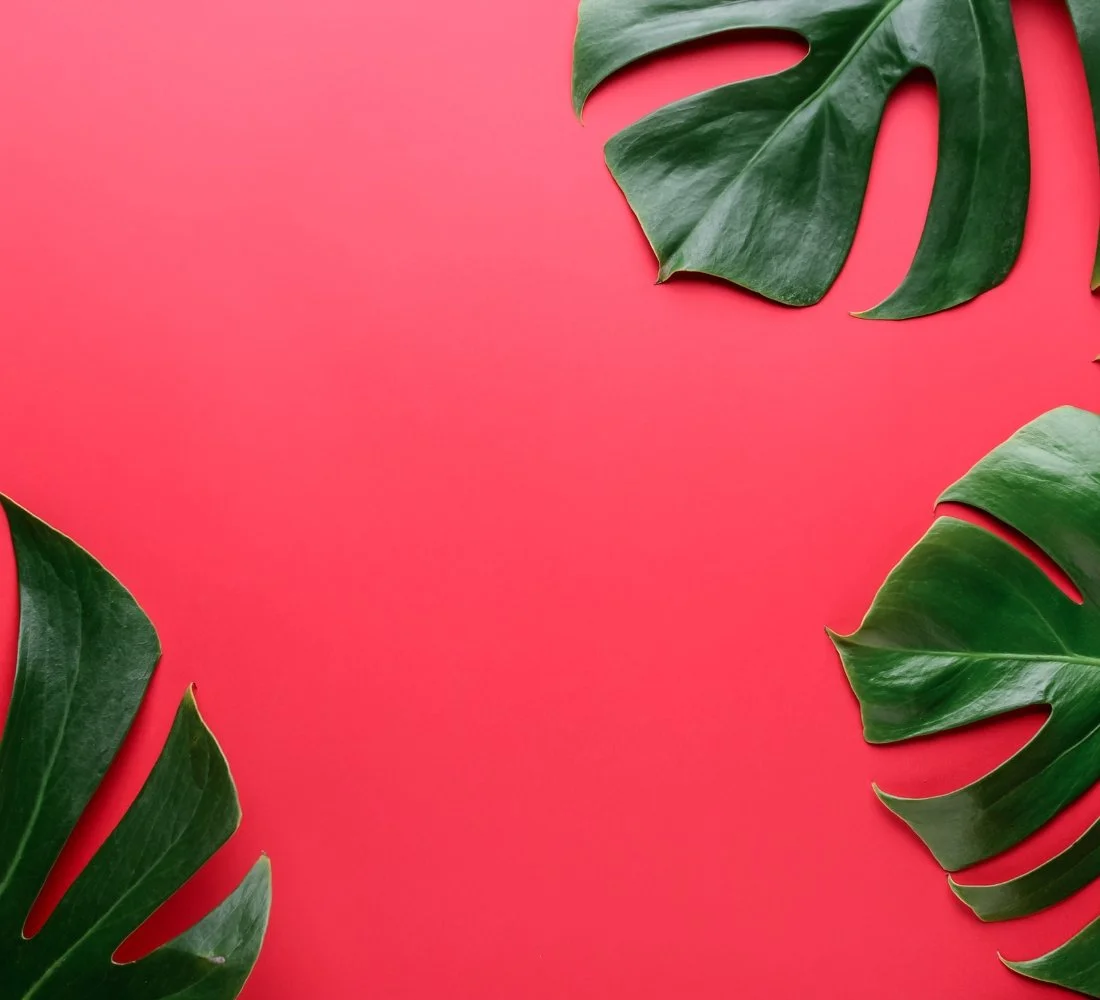 Green tropical leaves arranged on a pink background.