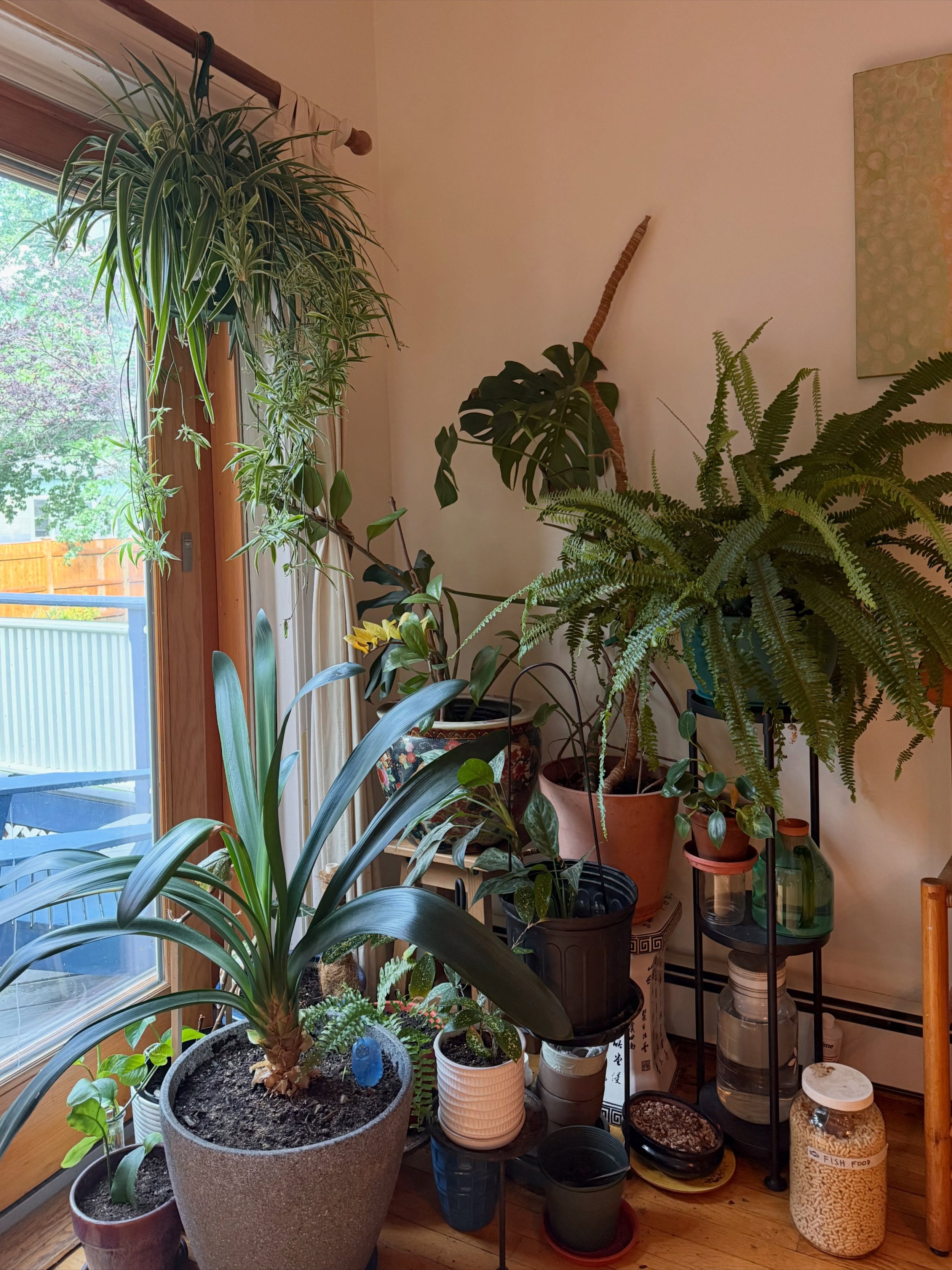 Thanks to a very kind guest, we received a large number of lively houseplants to add to our sangha into the main house 💚 Many were also adopted by residents, young zen, and practice guests this weekend. A few propagations are left for anyone else co