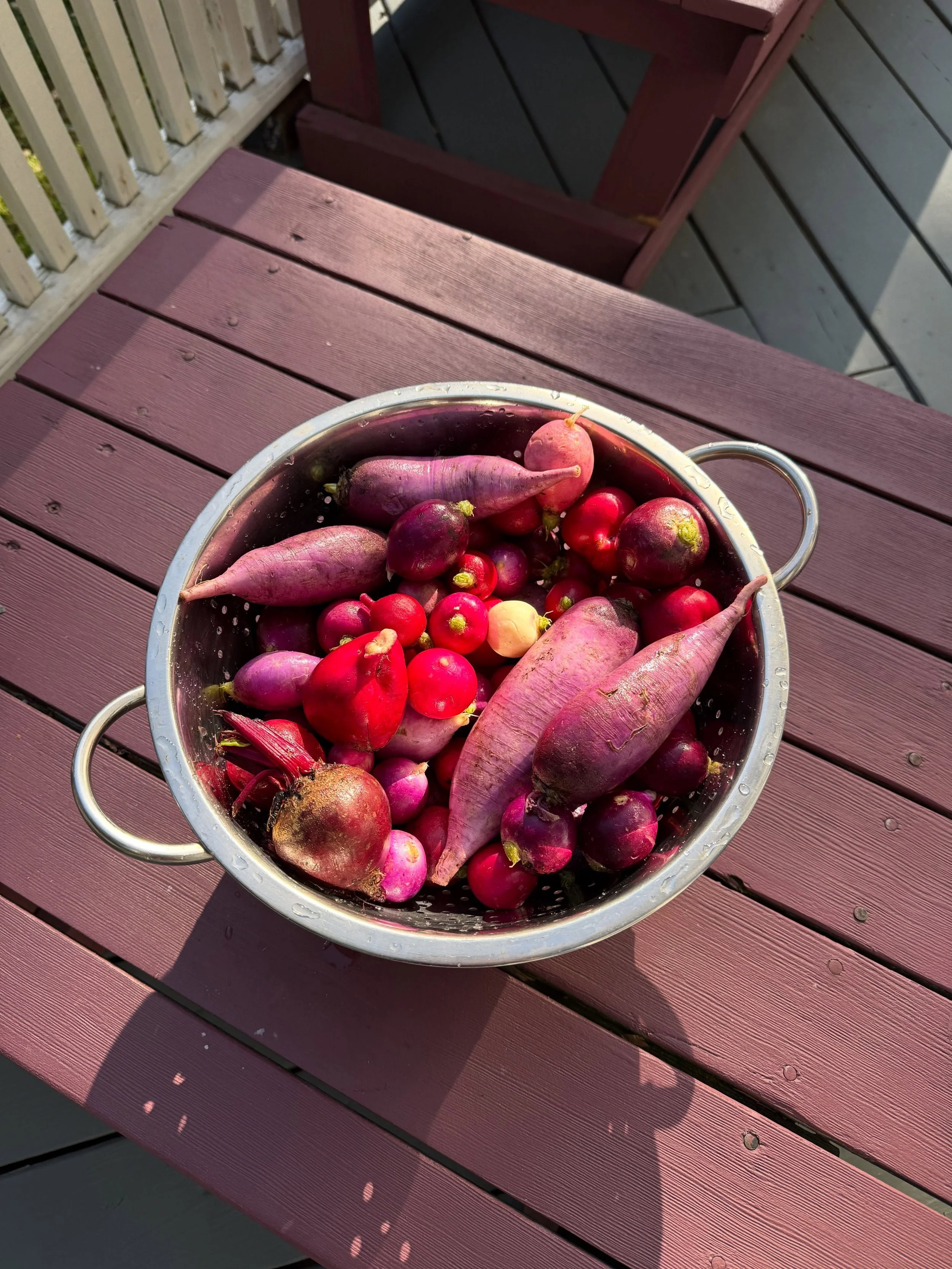 Admiring the produce colors being prepared by our cooks Rohit and Jack for today&rsquo;s retreat lunch, with radishes grown and gifted from our Head Temple garden at PZC @providencezencenter 🧑🏻&zwj;🌾🫜We&rsquo;re entering day 1 of our September 2-