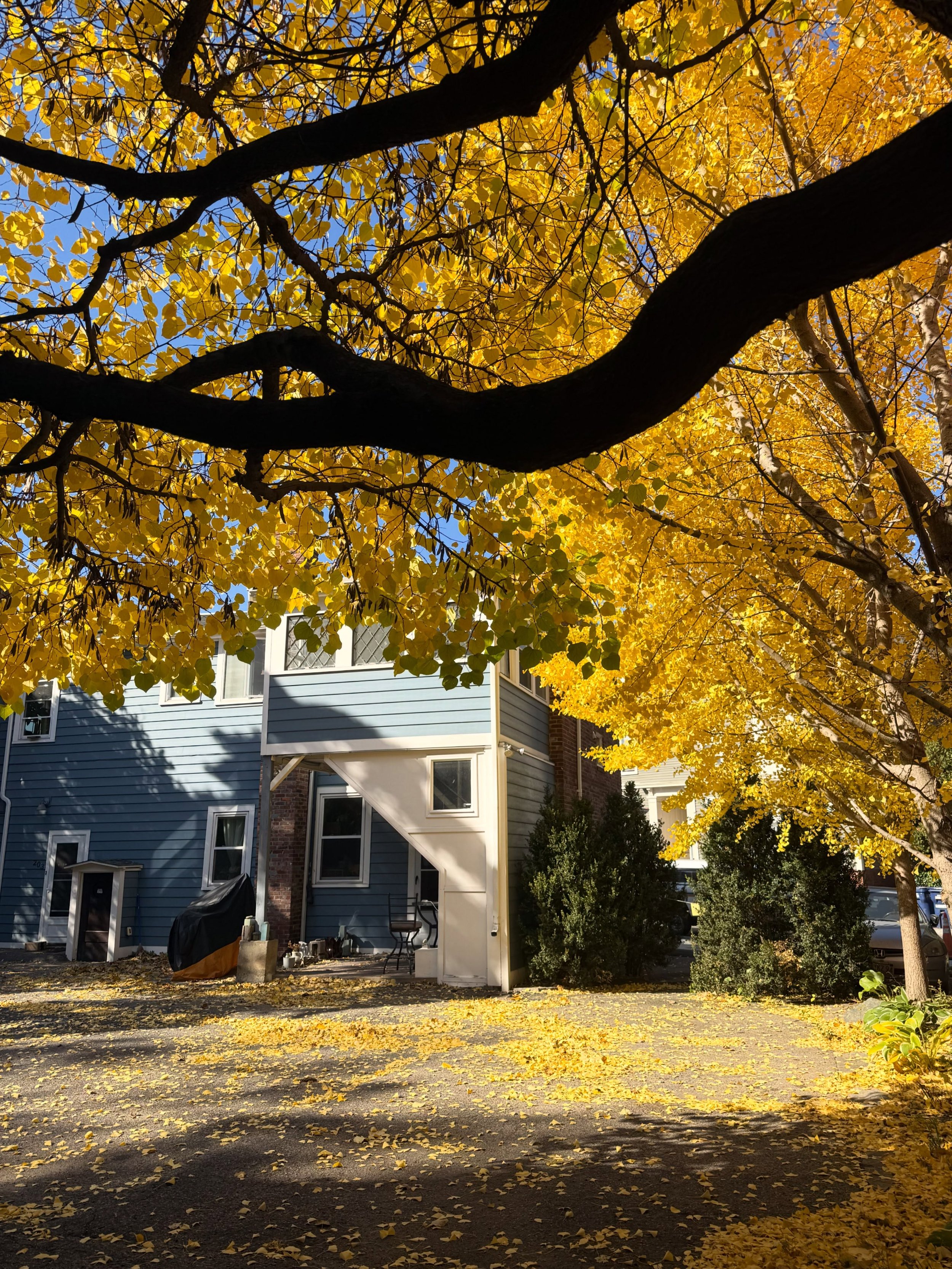 gingko trees over the parking lot 💛

#cambridgezencenter #boston #gingko #gingkotrees #fall
