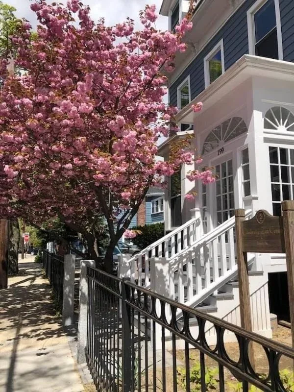 A pink blossoming tree next to a white house with stairs and a black iron fence.