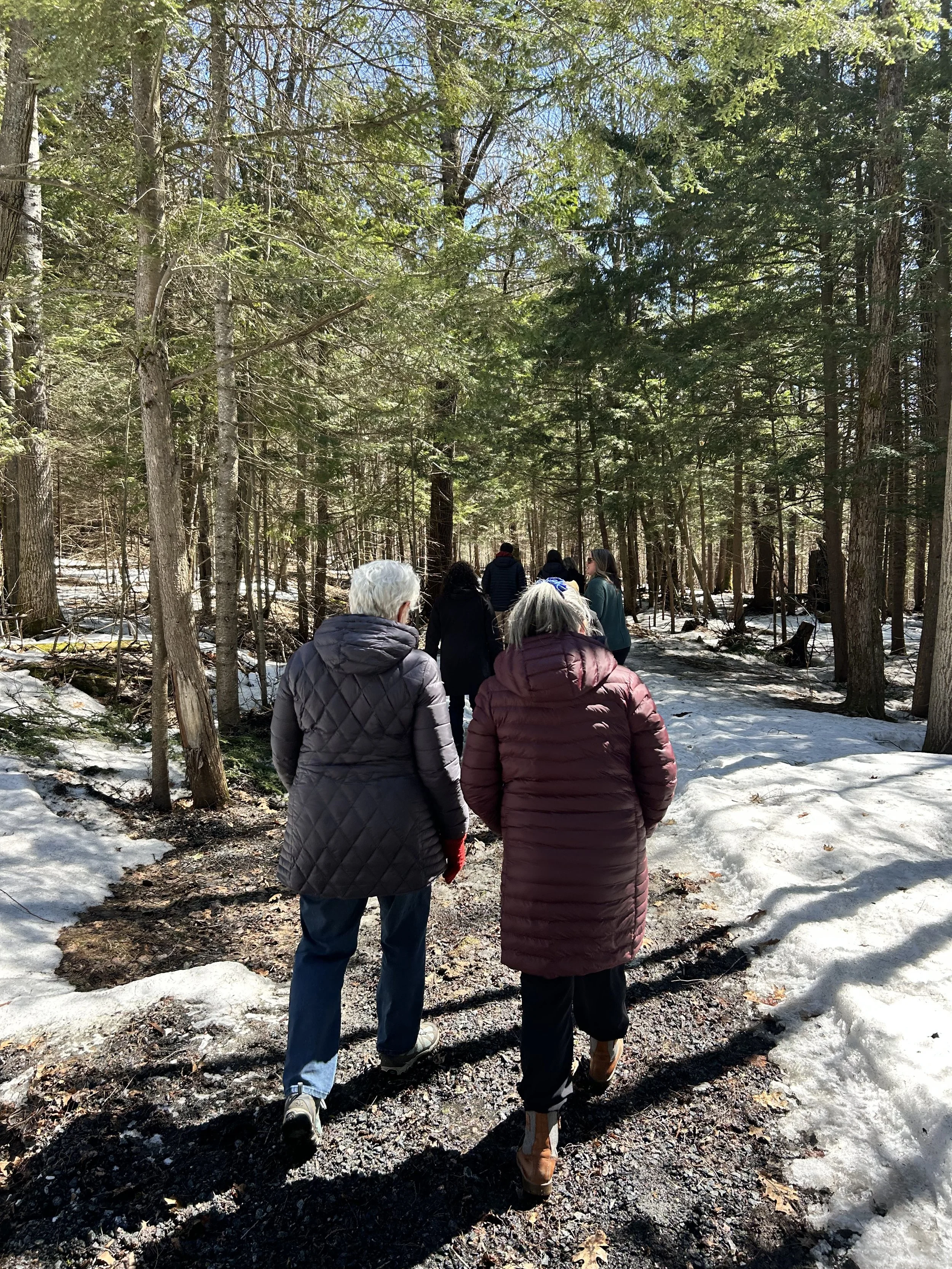 A group of people walking on a forest trail on a partly snowy day, surrounded by tall trees with green foliage.