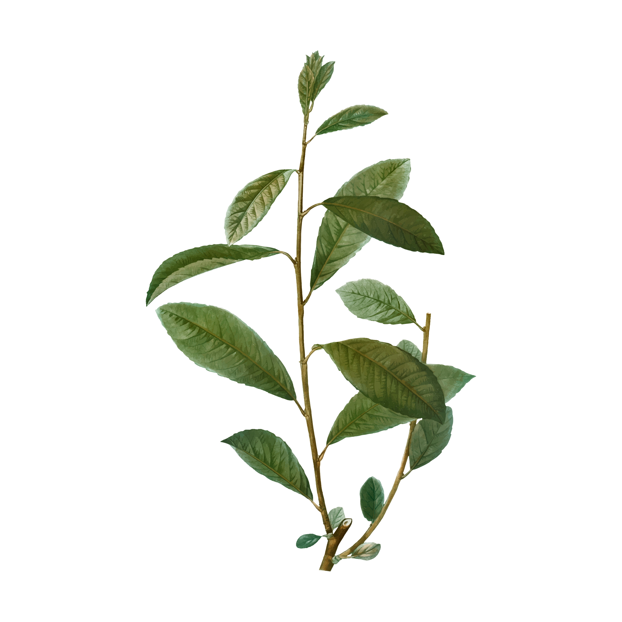 Tea Tree Sugar Scrub