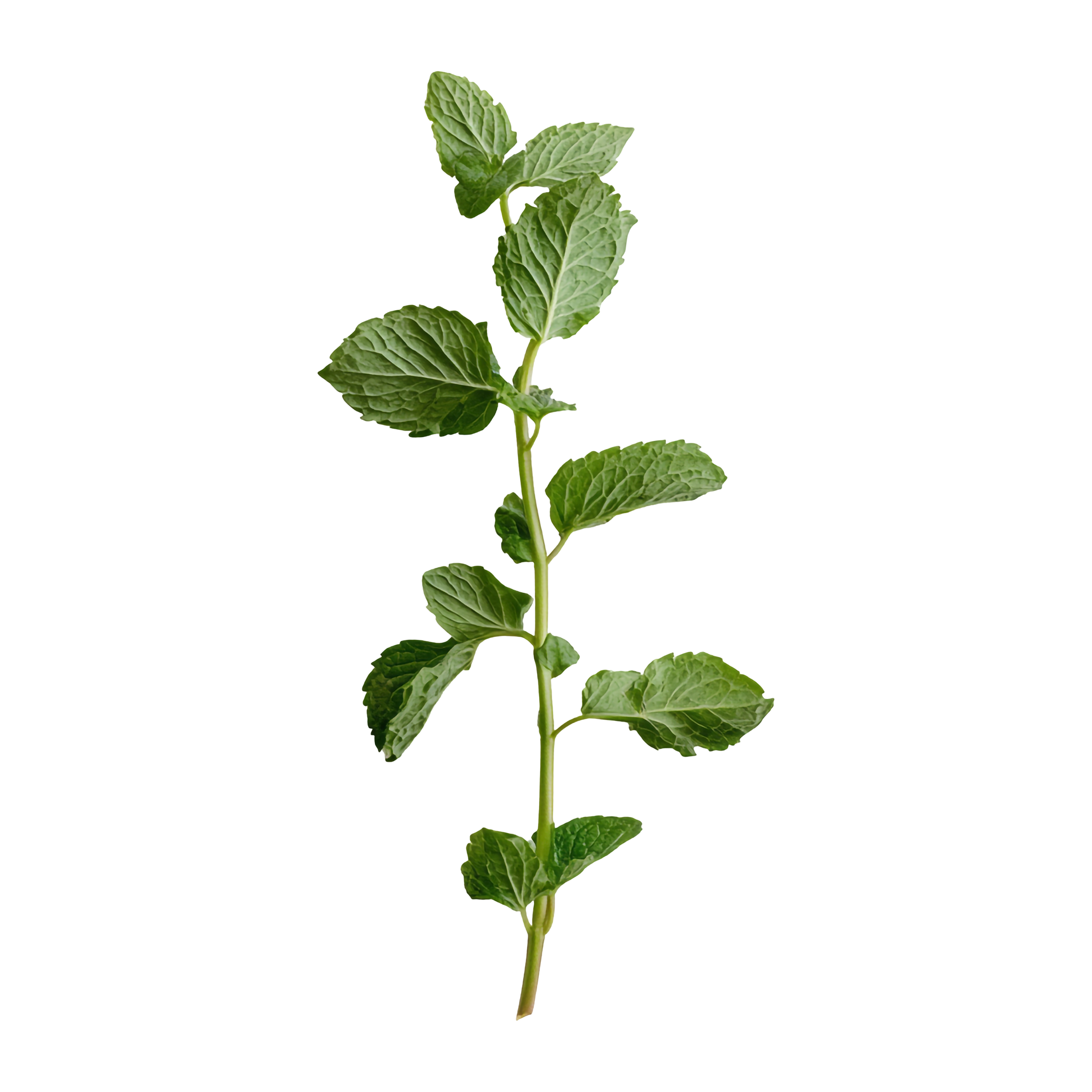 Peppermint Sugar Scrub