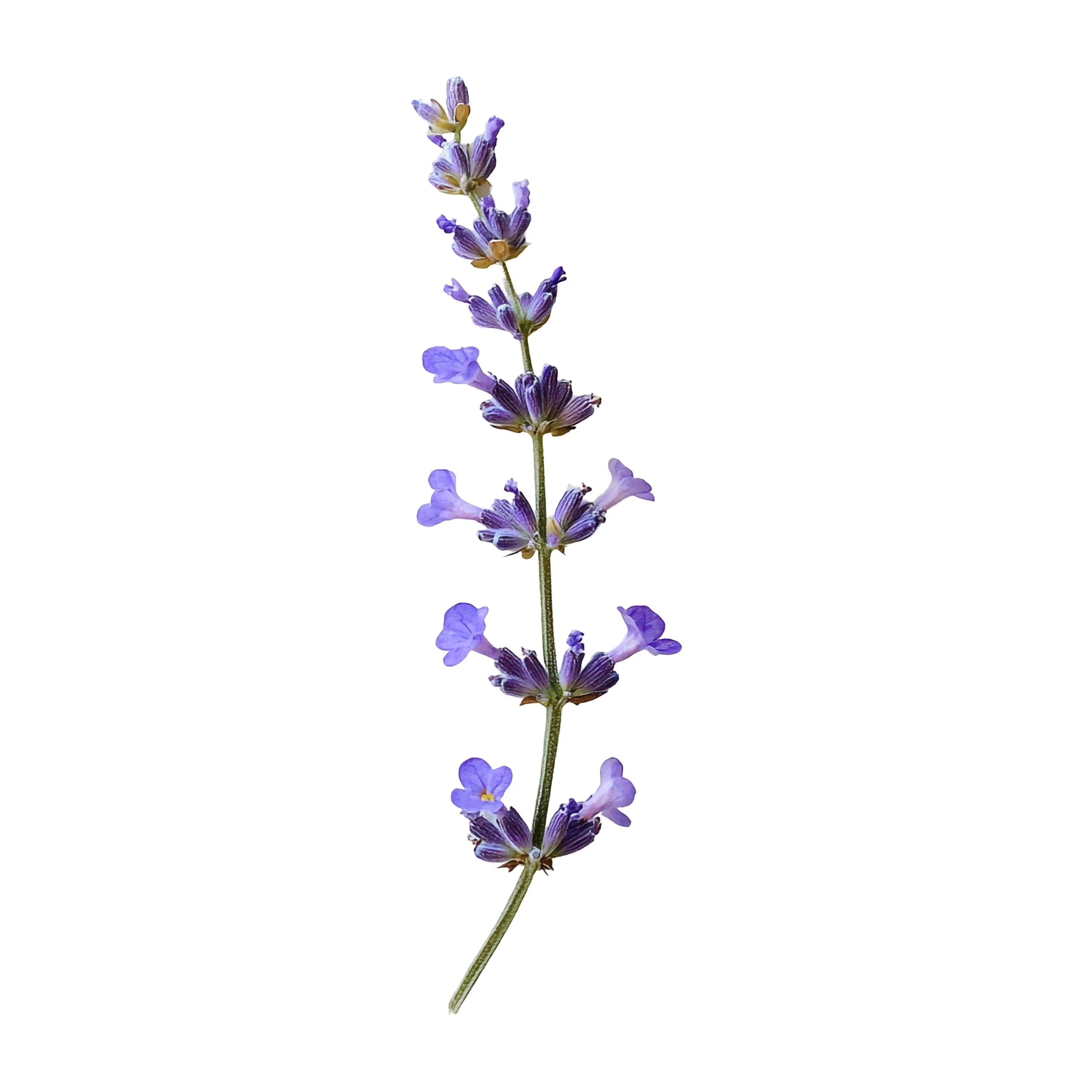 Lavender Sugar Scrub