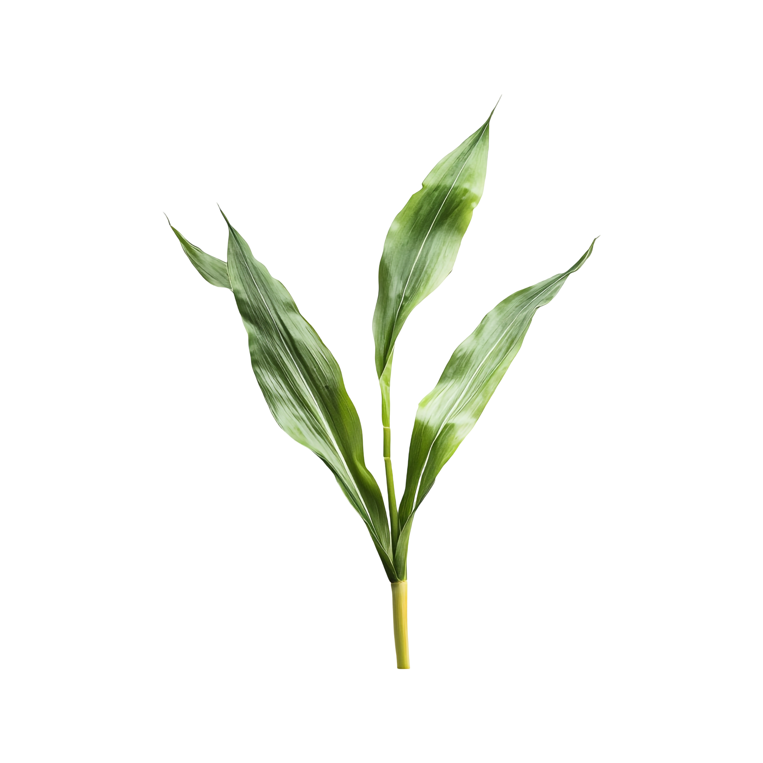 Lemongrass Sugar Scrub