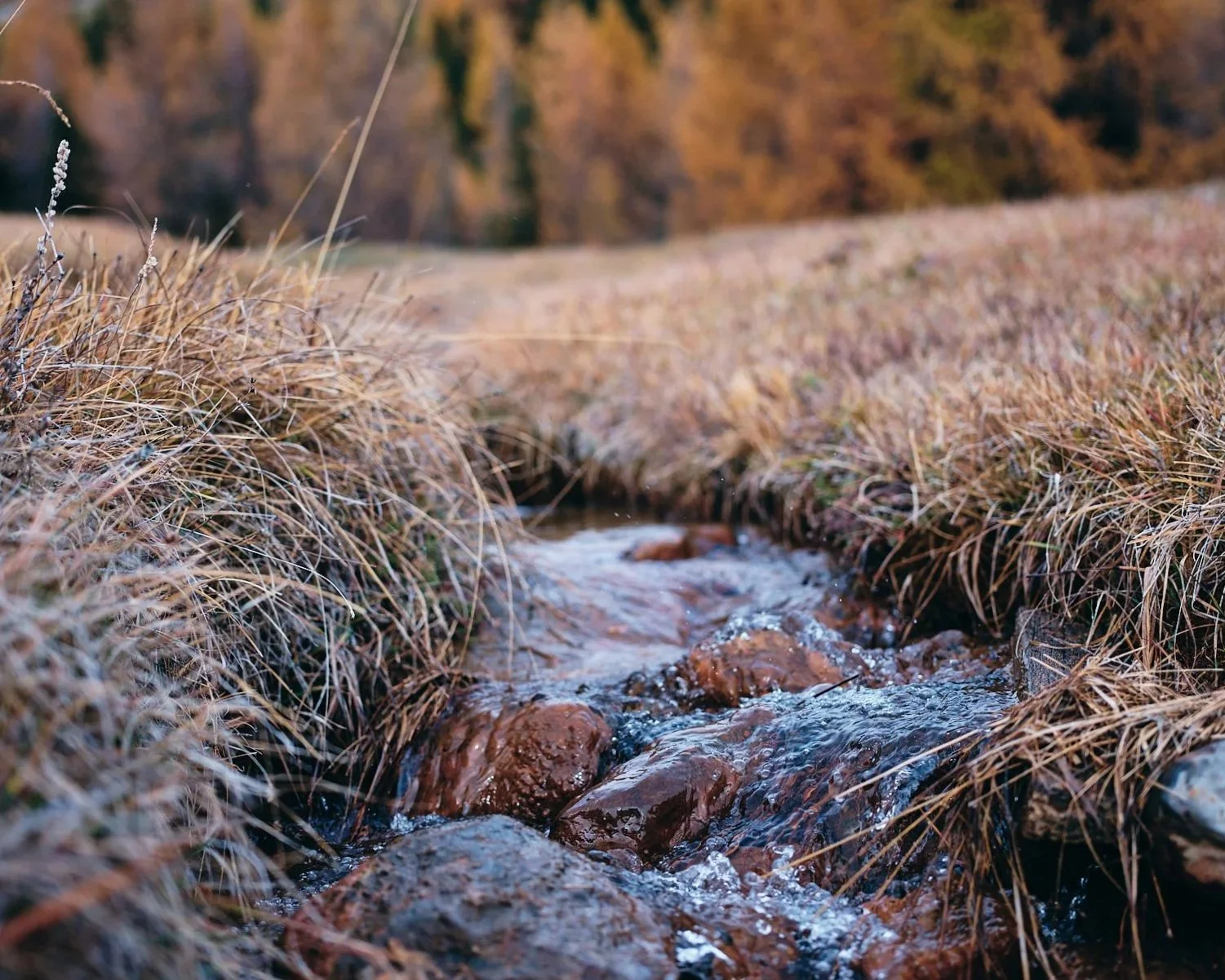 Close-up of a small, rocky stream flowing through dry grass in a field with autumn trees in the background.