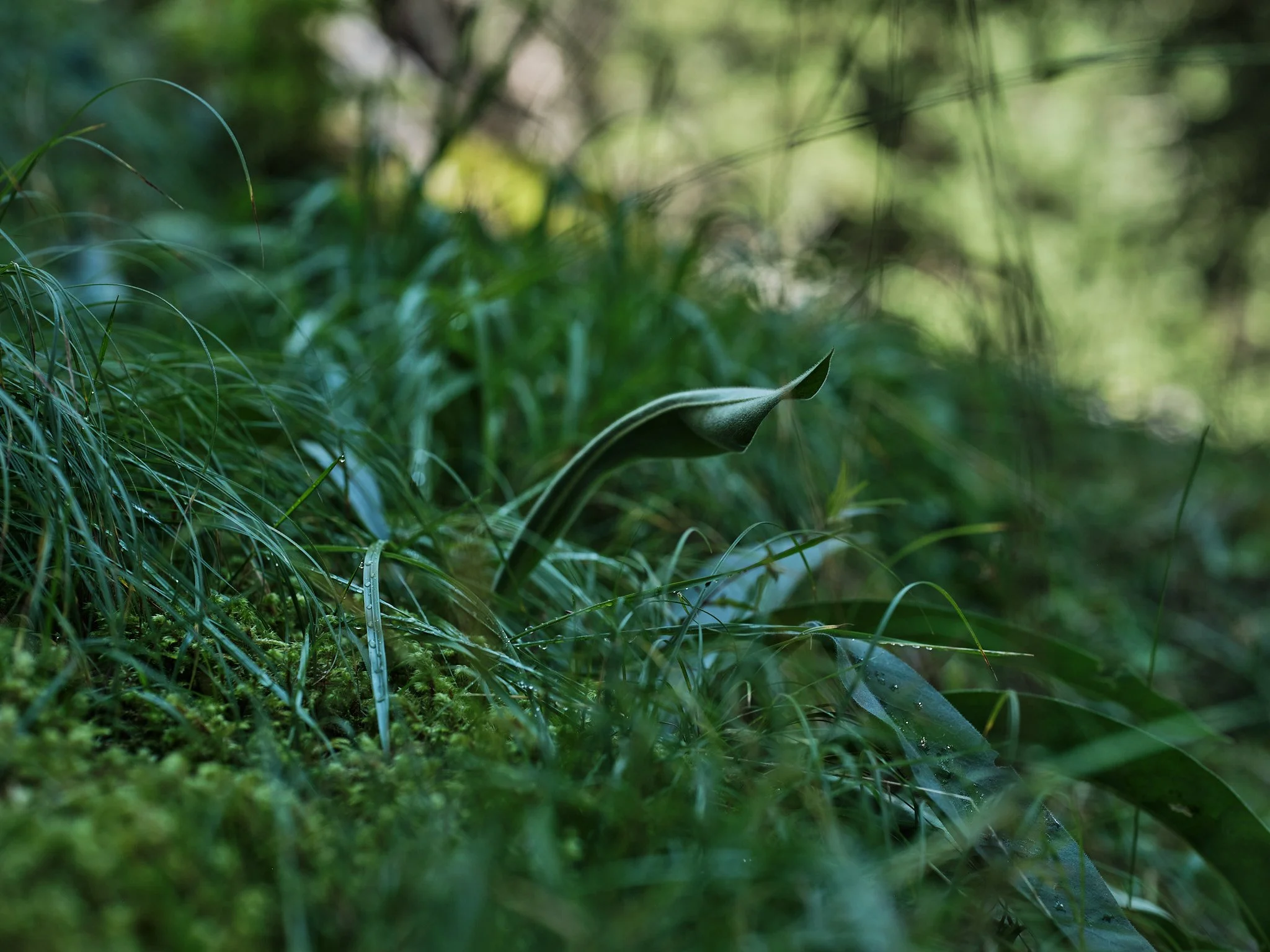 A close-up view of green grass and plants in a natural forest setting, with the focus on a single blade of grass that is curling.