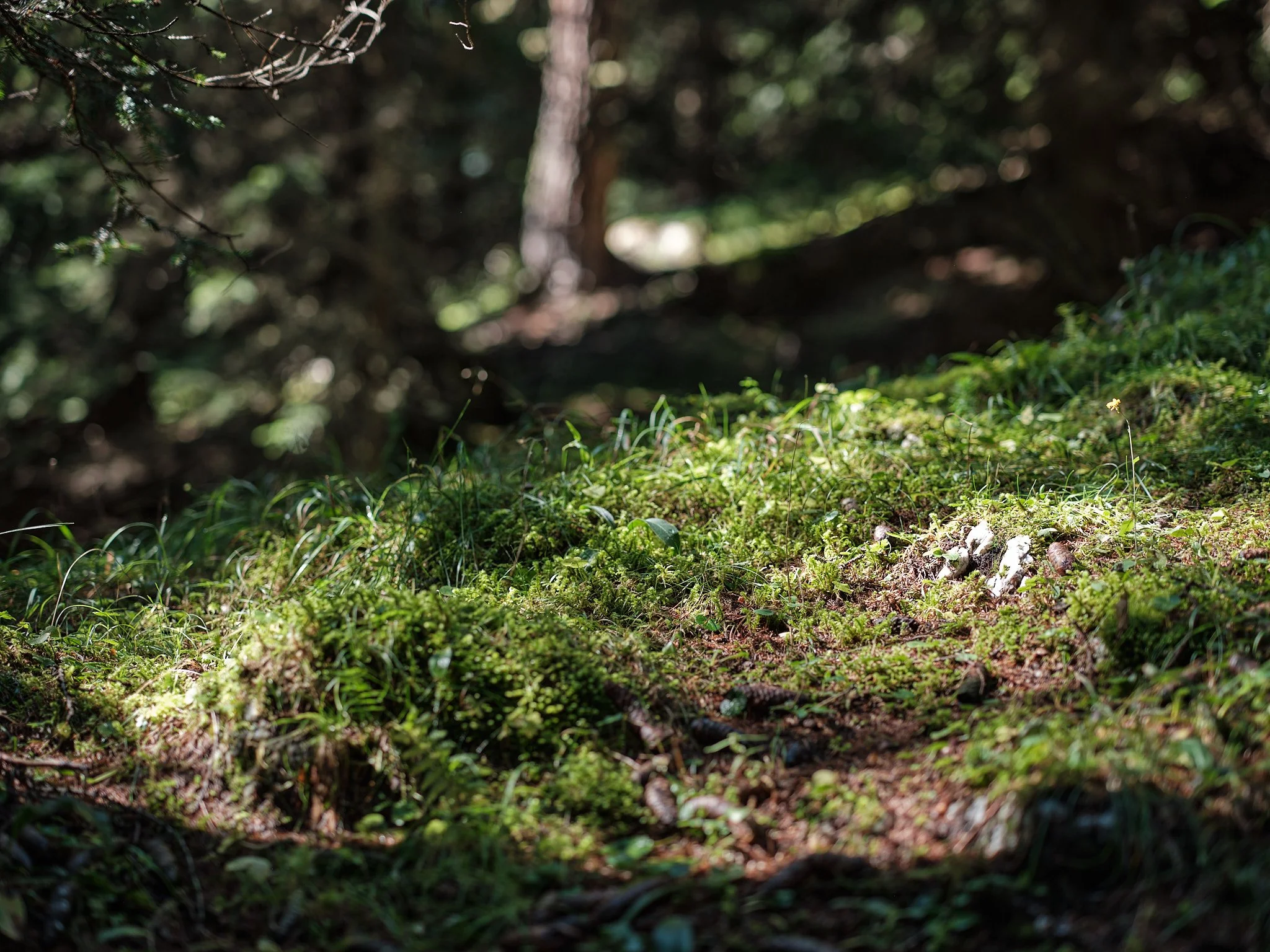 Close-up of a forest floor covered in green moss, with small plants and tiny rocks, with trees blurred in the background.