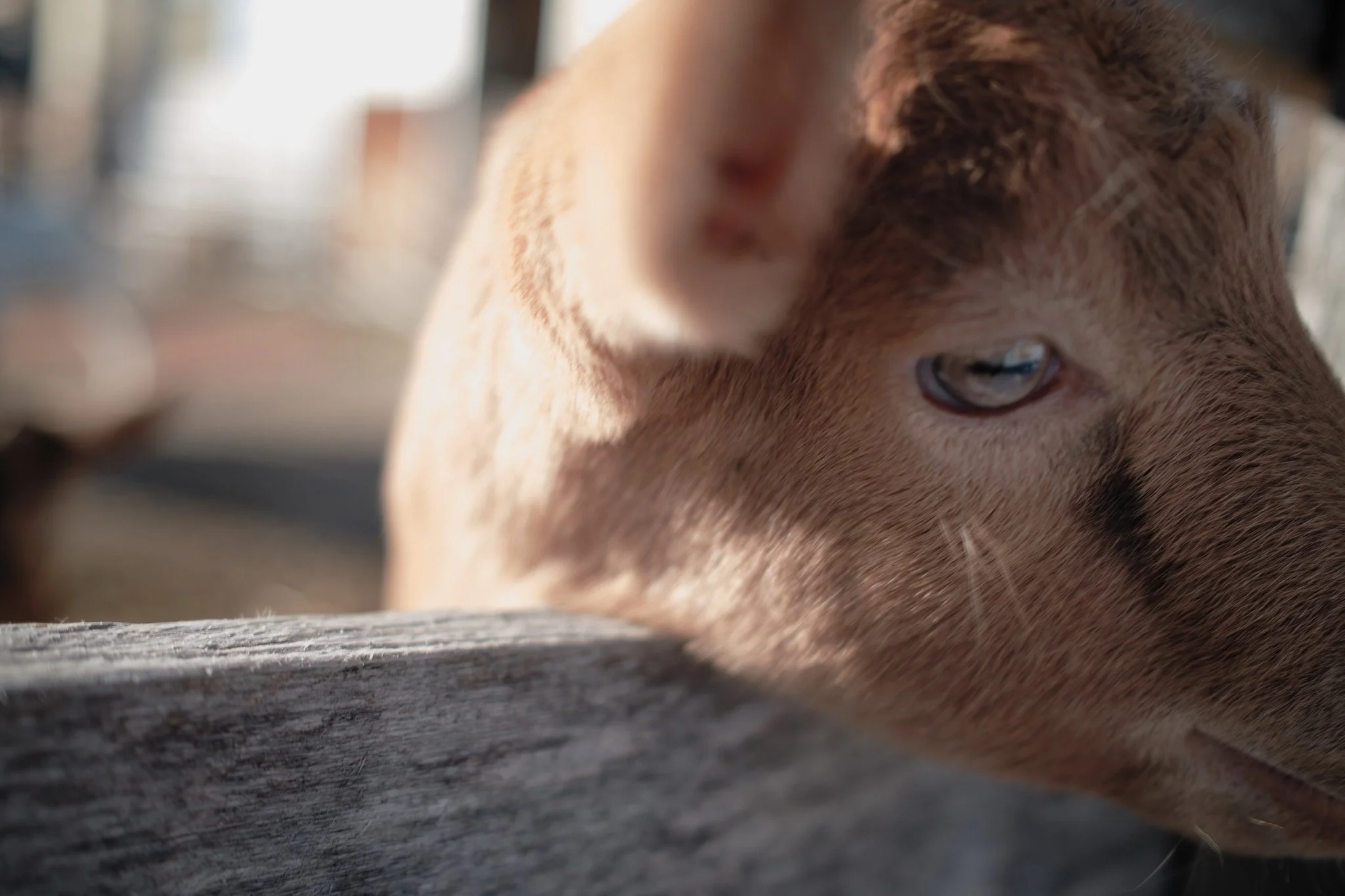 Close-up of a brown baby goat with blue eyes, partially resting its head on a wooden surface