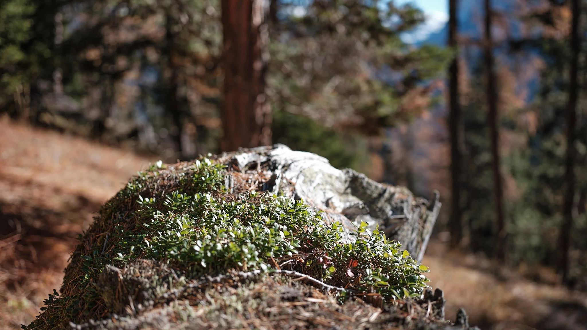 Close-up of a fallen tree trunk with moss and small green plants growing on it in a forest with tall trees and sunlight filtering through the branches.