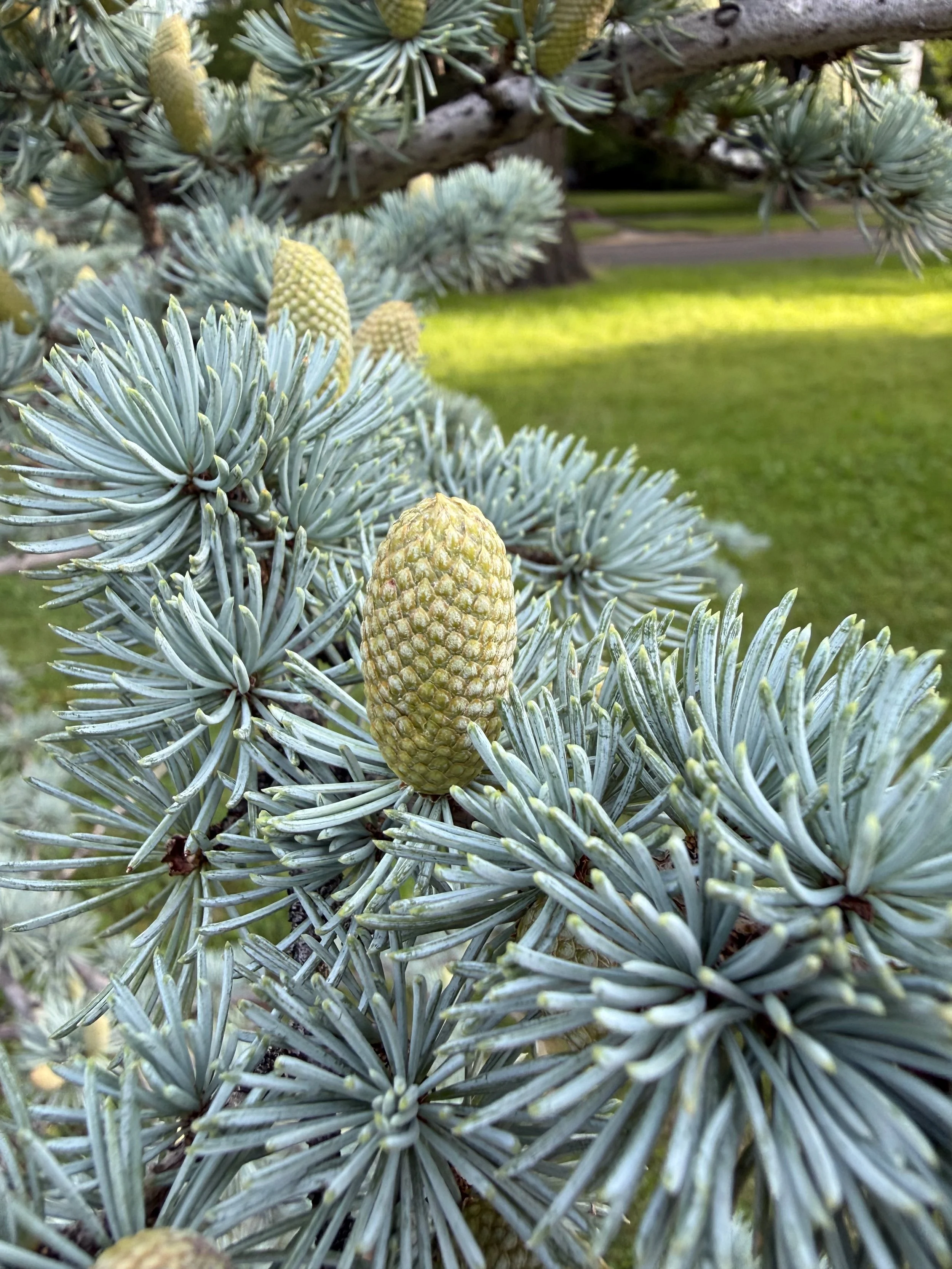Close-up of a branch from a blue spruce tree with immature pine cones and bluish-green needles, with a grassy park background and a tree trunk in the distance.