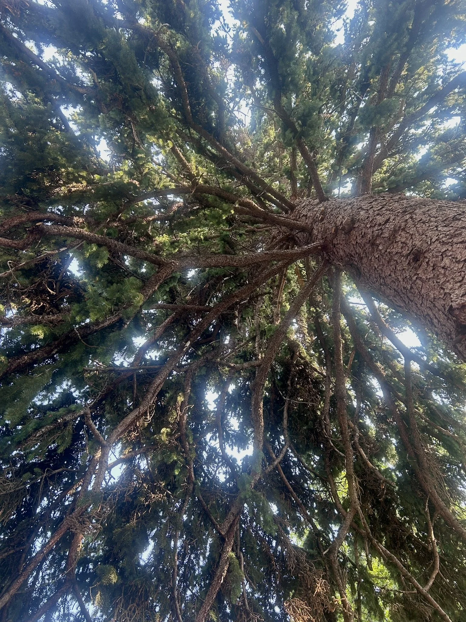 Looking up at a tall pine tree with a textured trunk and green needles against a bright sky.