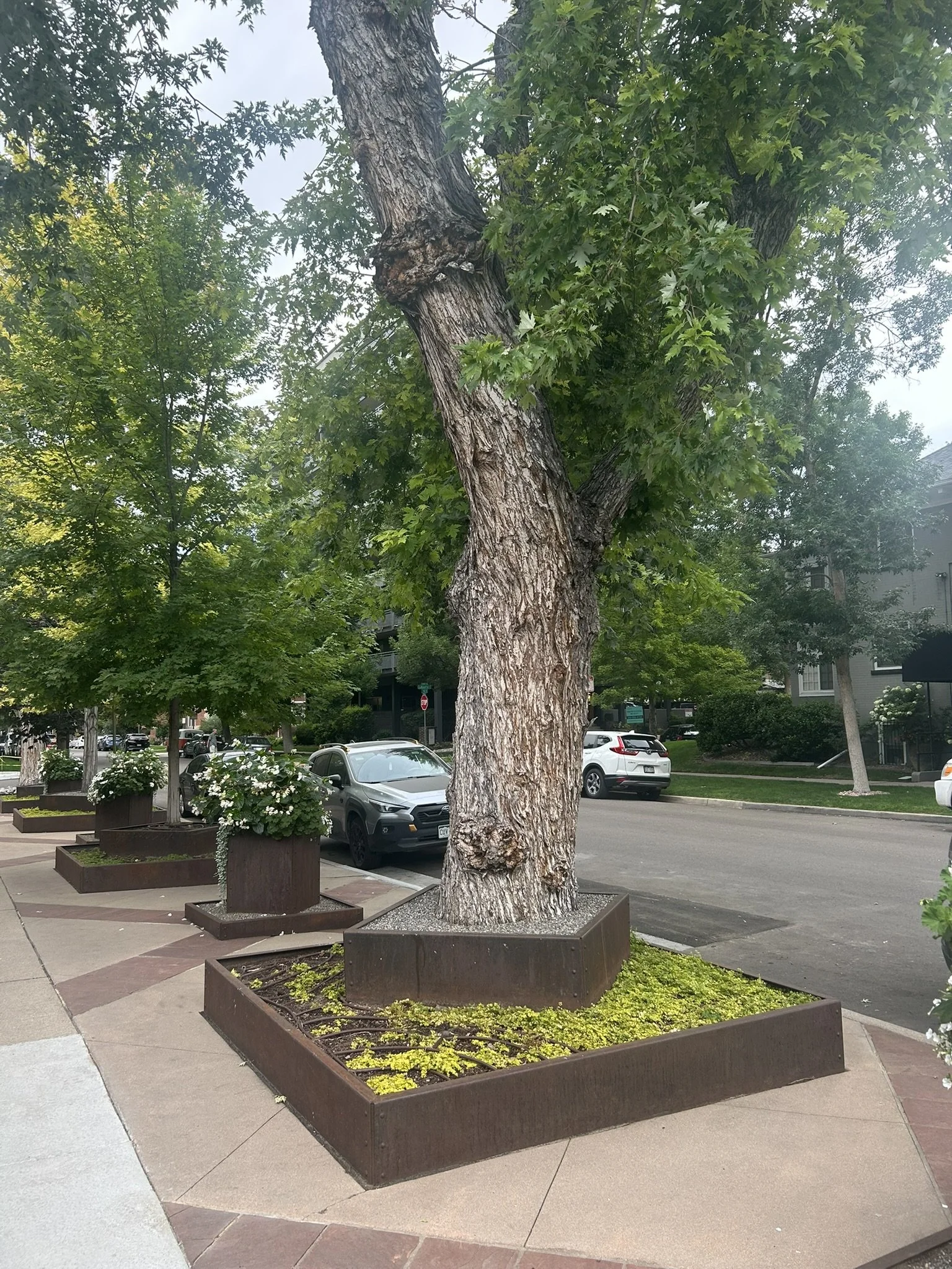 Trees breath through their roots; these homeowners spent a lot of money trying to make this look good, but this will have detrimental impact to the long-term health of these trees. :(