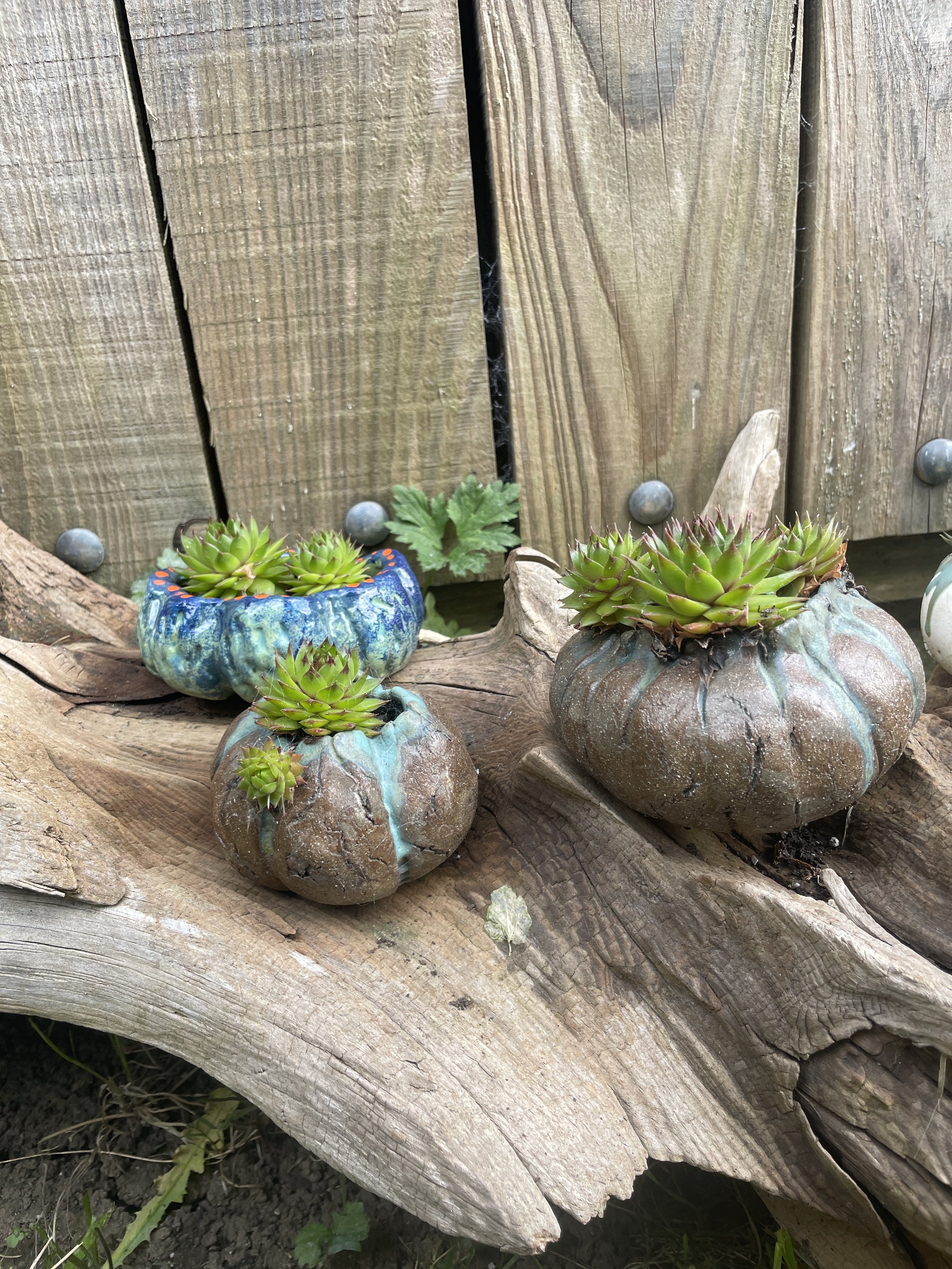 Succulent pots 