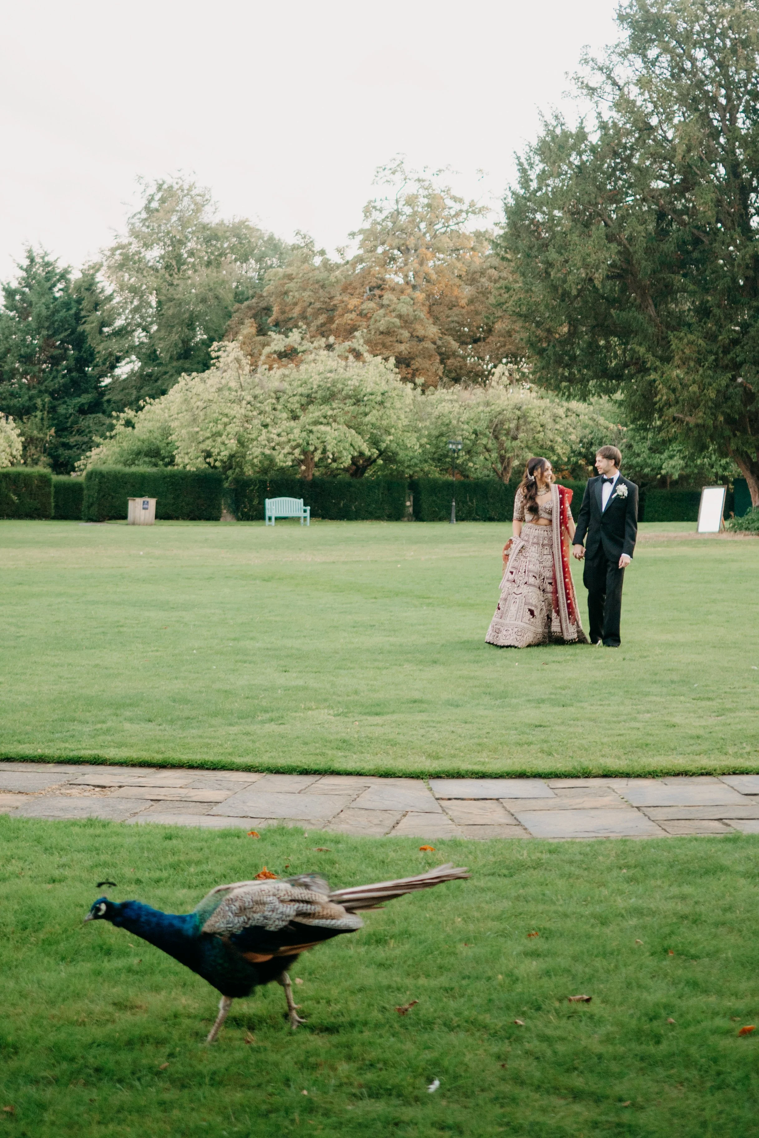 A bride and groom walking hand in hand on a lawn with trees in the background, with a peacock walking in the foreground.