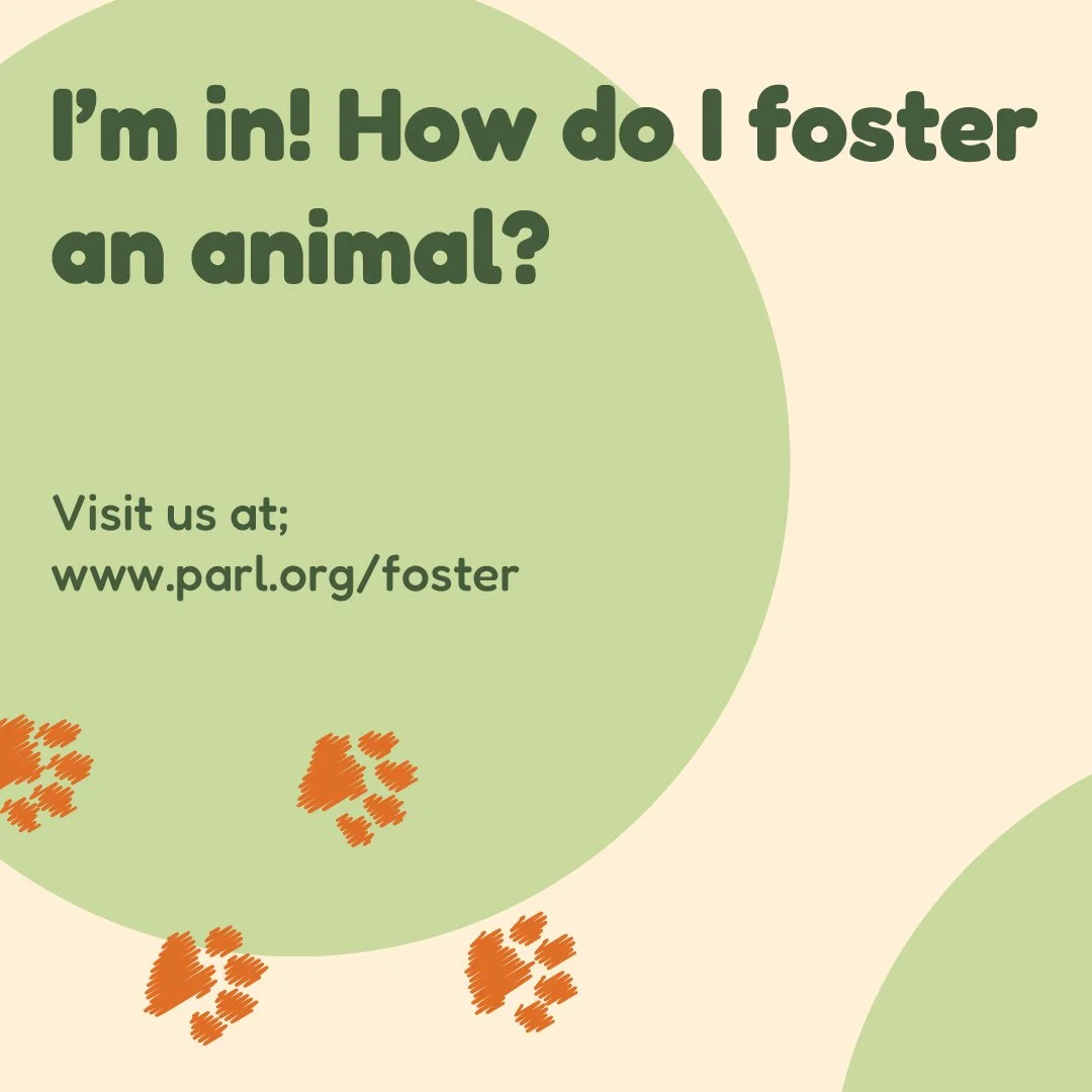 Nelson_Brandon_SocialMedia_Foster-04.jpg
