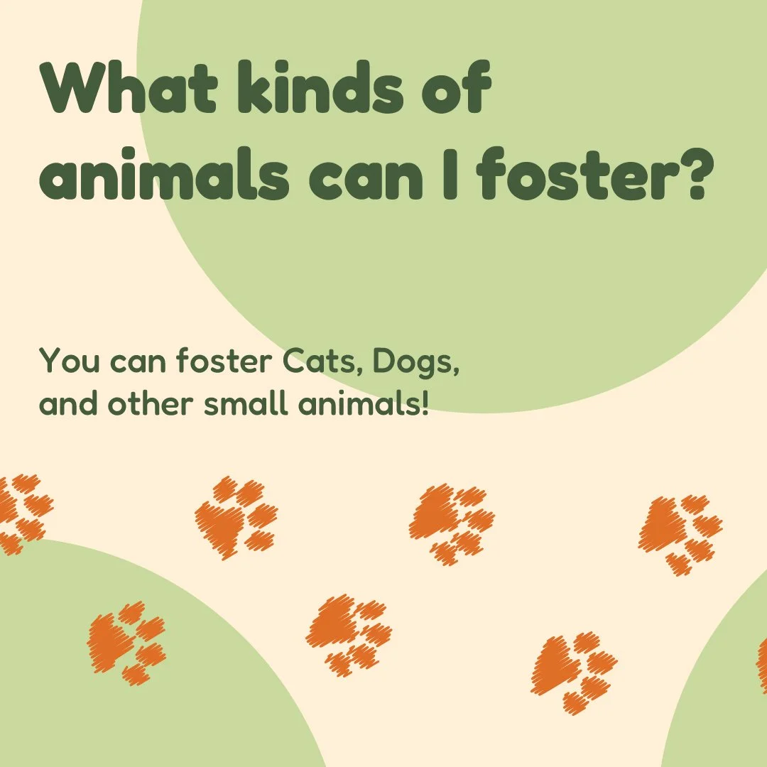 Nelson_Brandon_SocialMedia_Foster-03.jpg