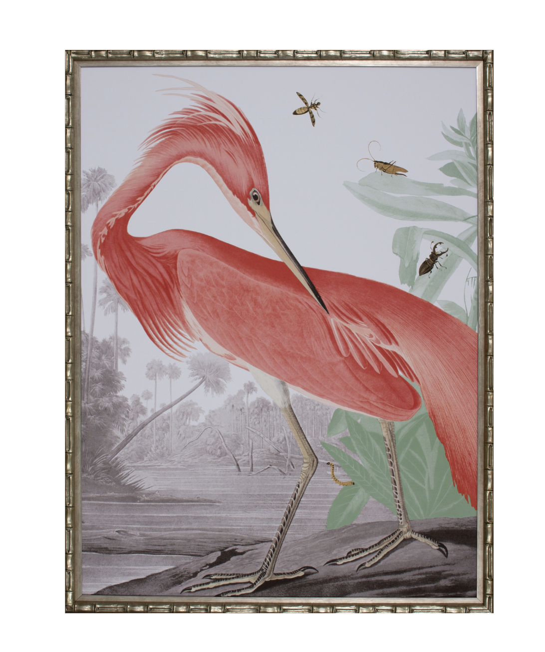 Louisiana Heron - Tropical