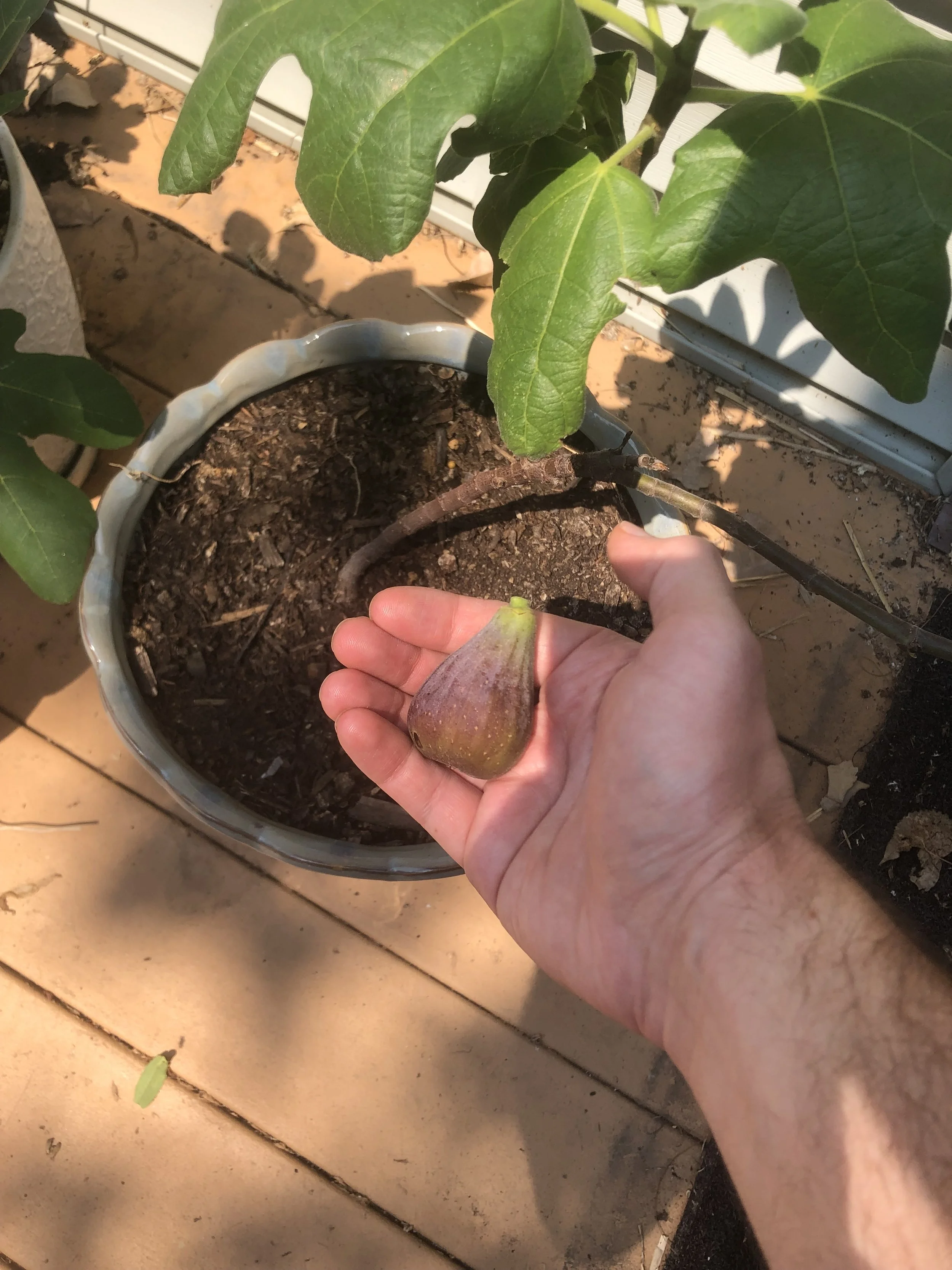 Growing Figs in Cold Climates