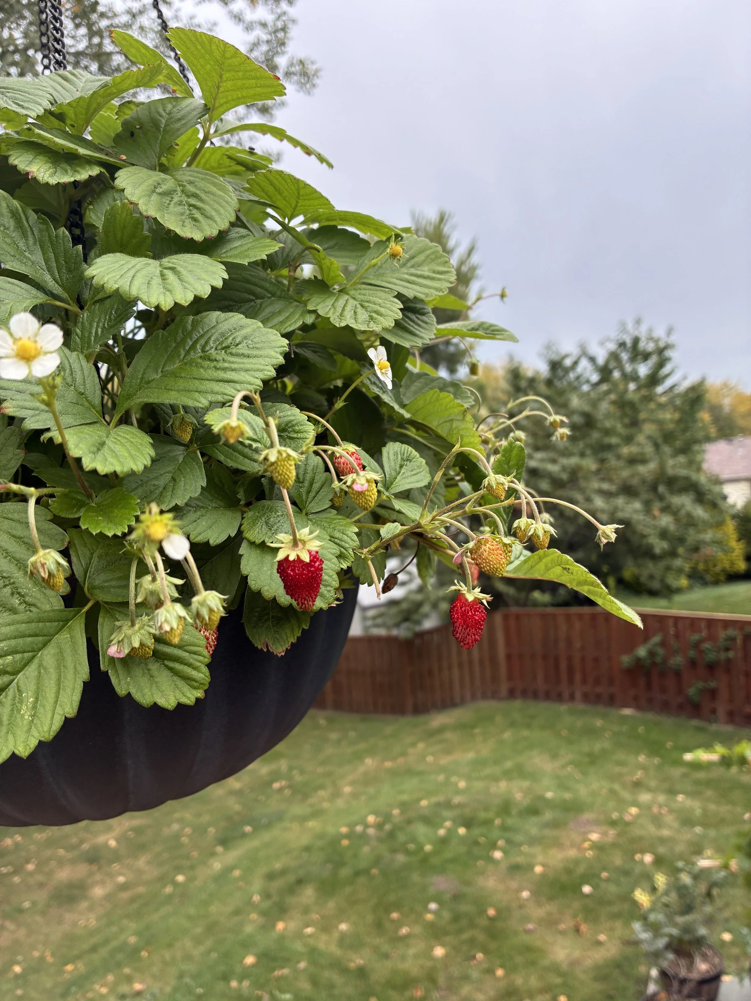 Types of Strawberries, which is right for you? 