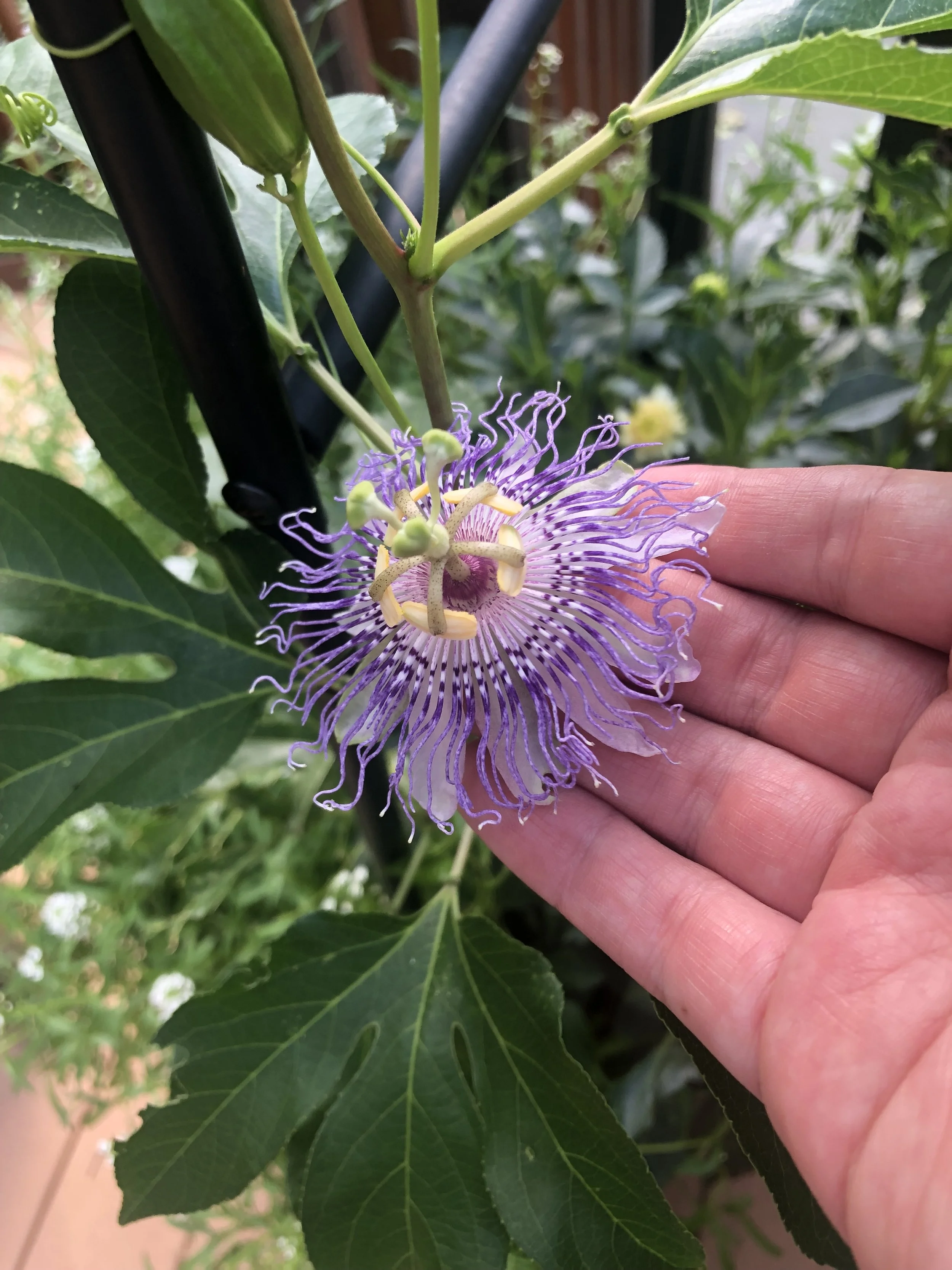Hardy Passionflower