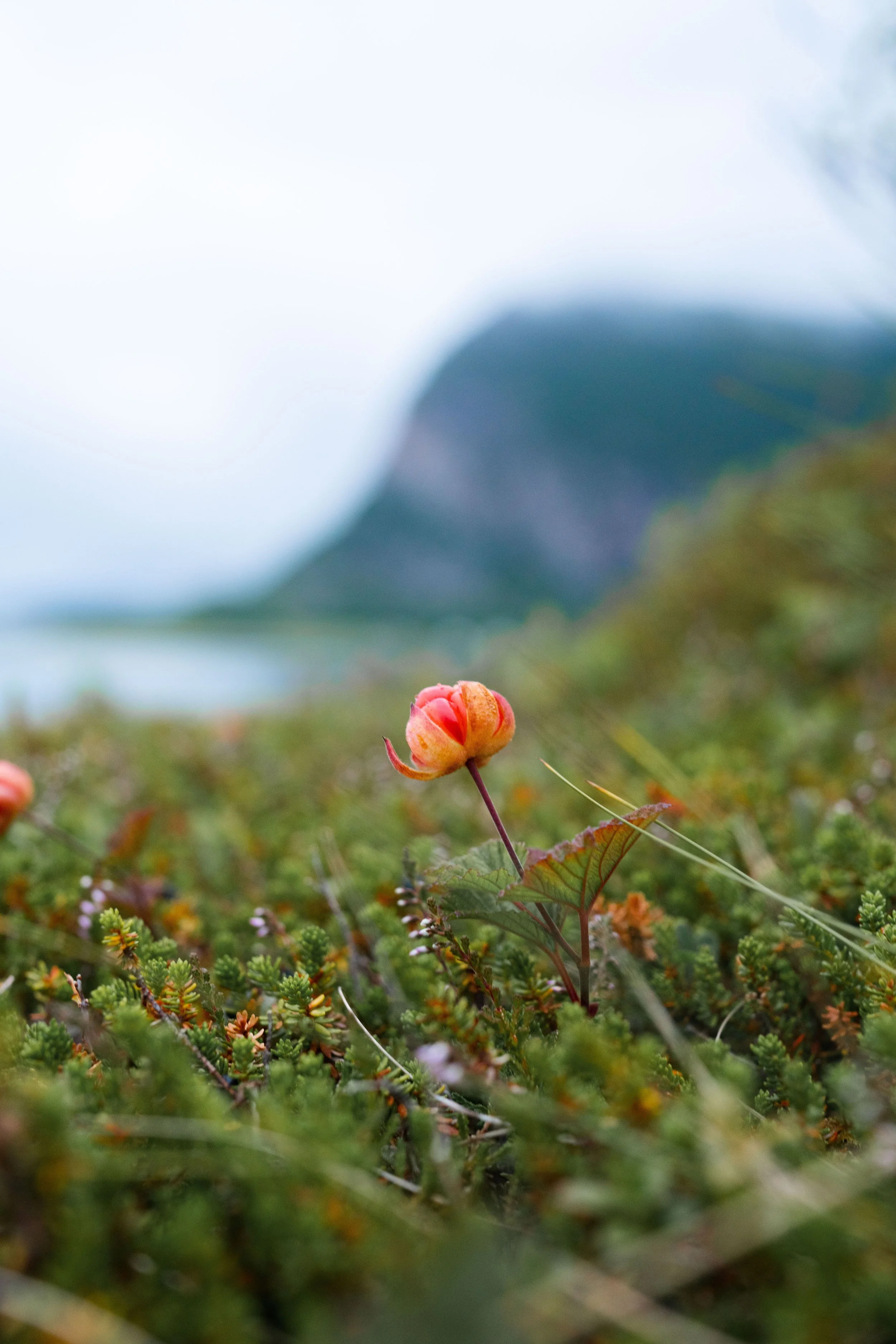 Cloudberry
