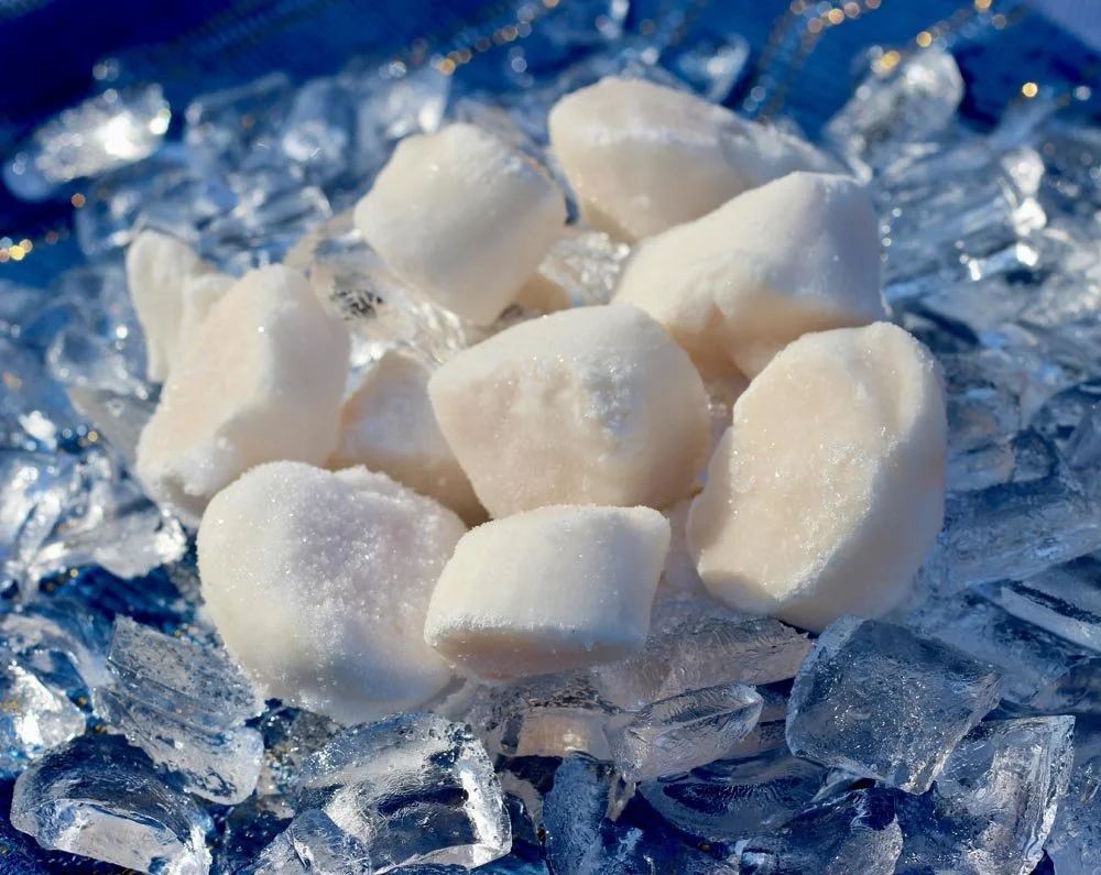 Scallops