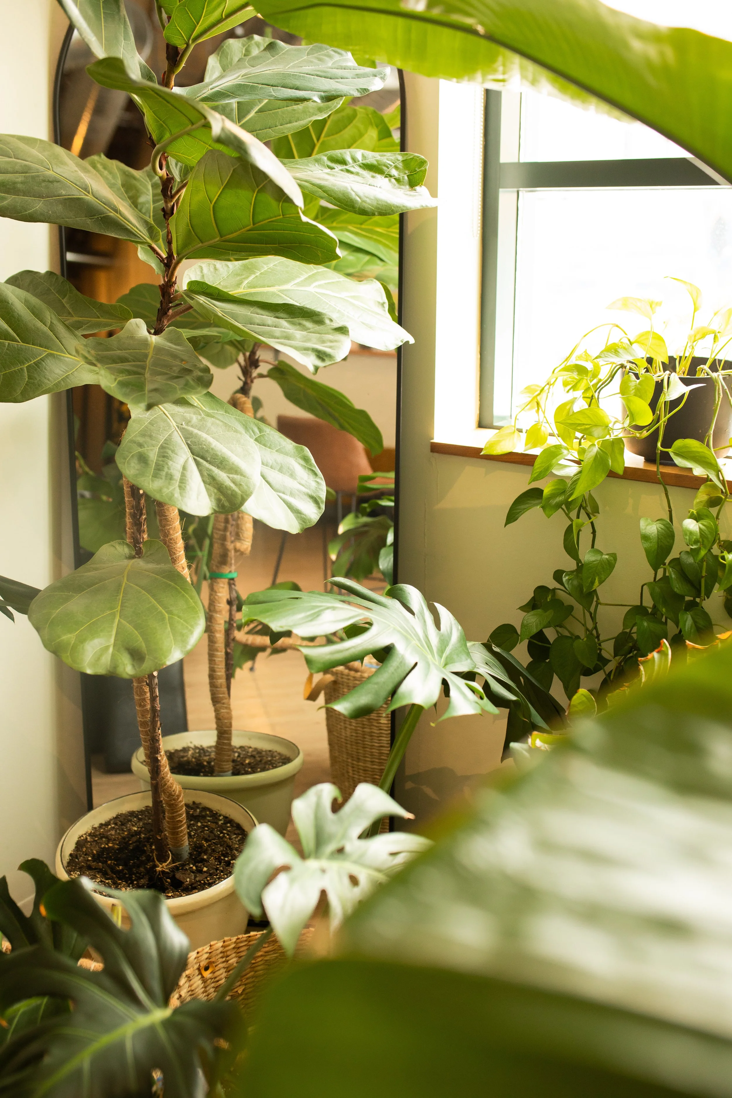 Indoor view of various potted houseplants near a window with sunlight.
