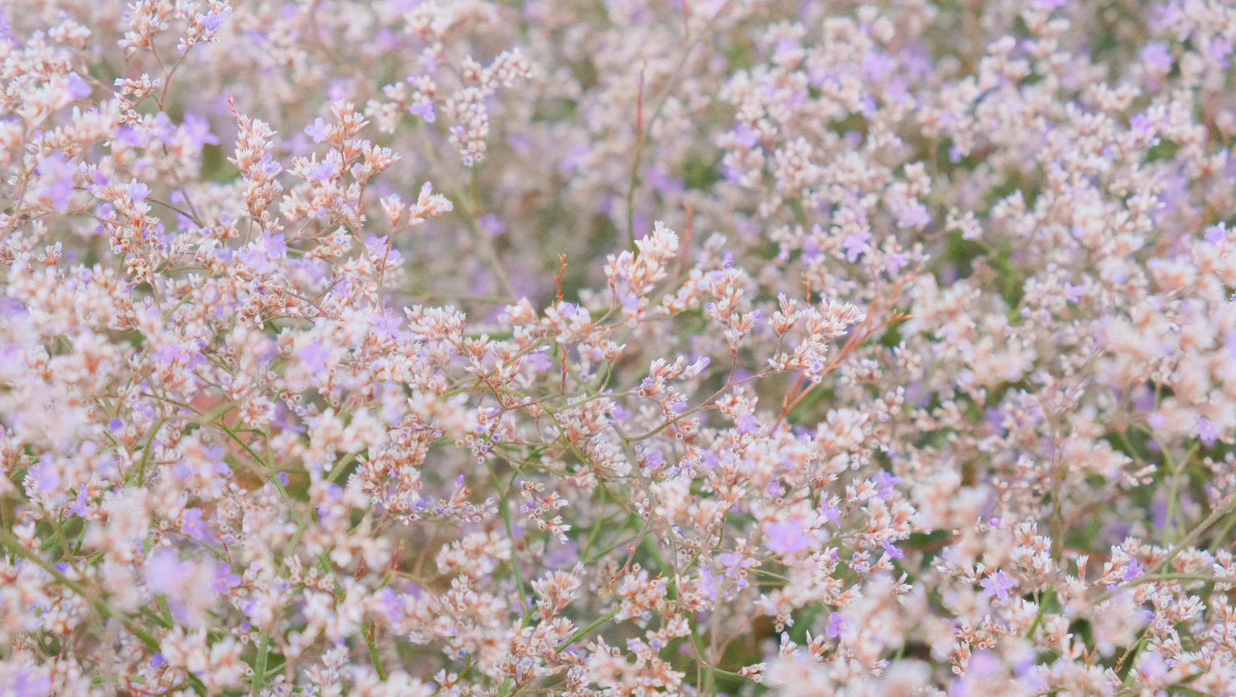 A close-up of numerous small, light purple and white flowers densely packed together on thin green stems.