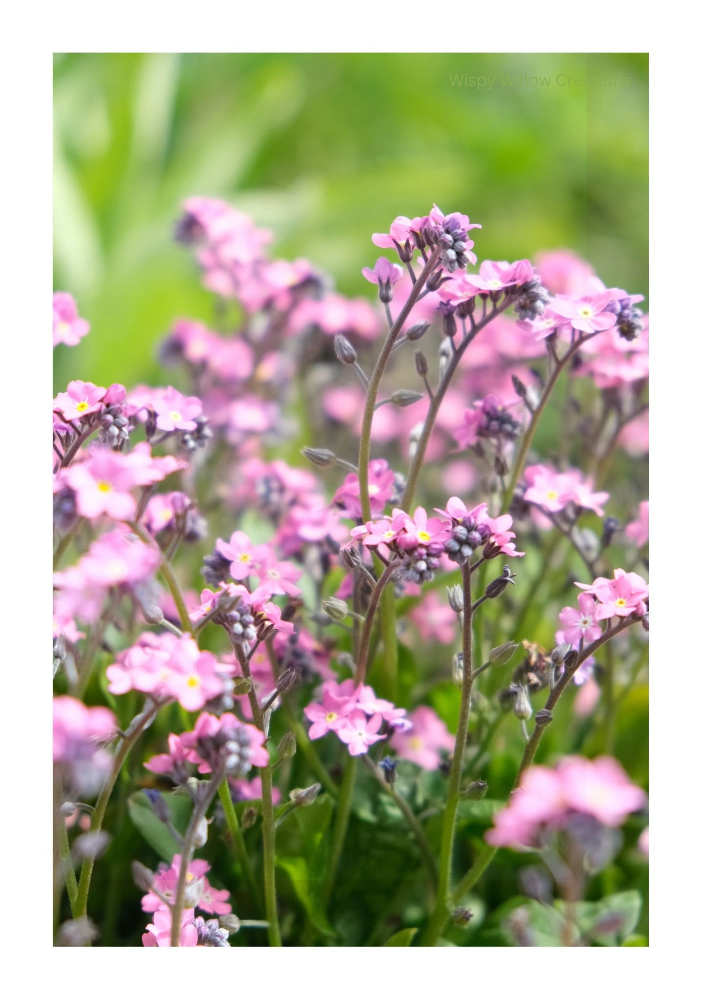 'PINK WHISPERS'