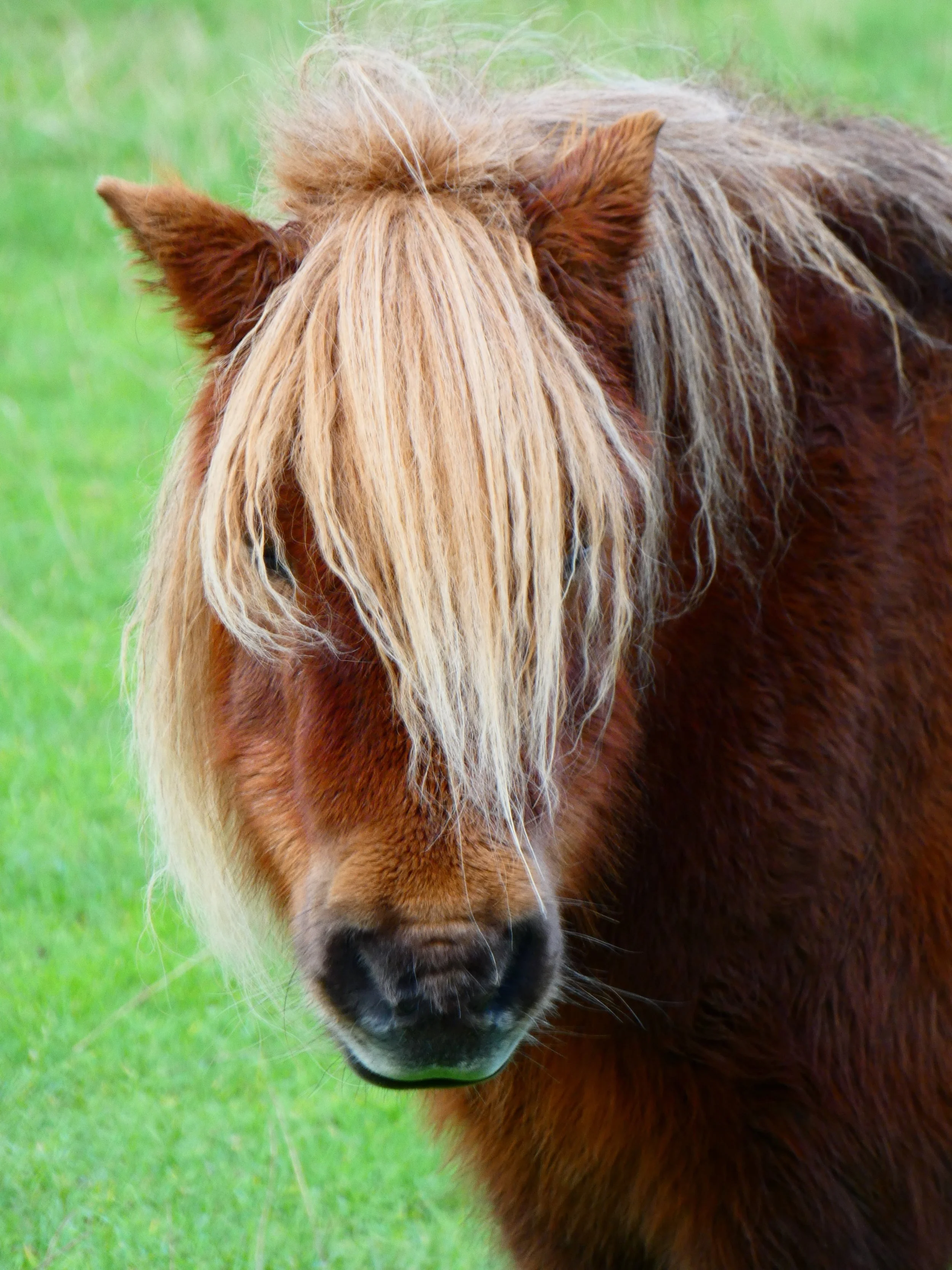 Pony.jpg
